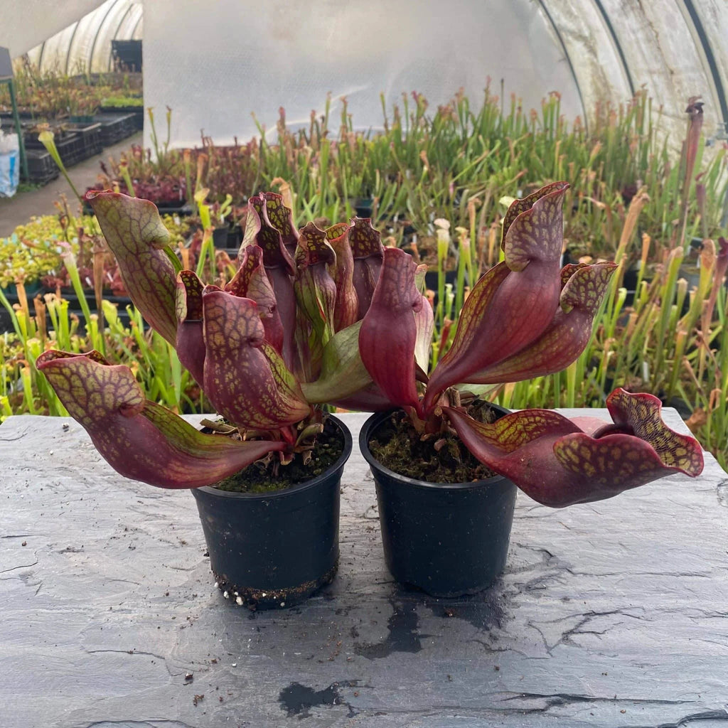 Sarracenia purpurea ssp. purpurea „Switzerland“, 15-20 cm 大森食虫植物農園