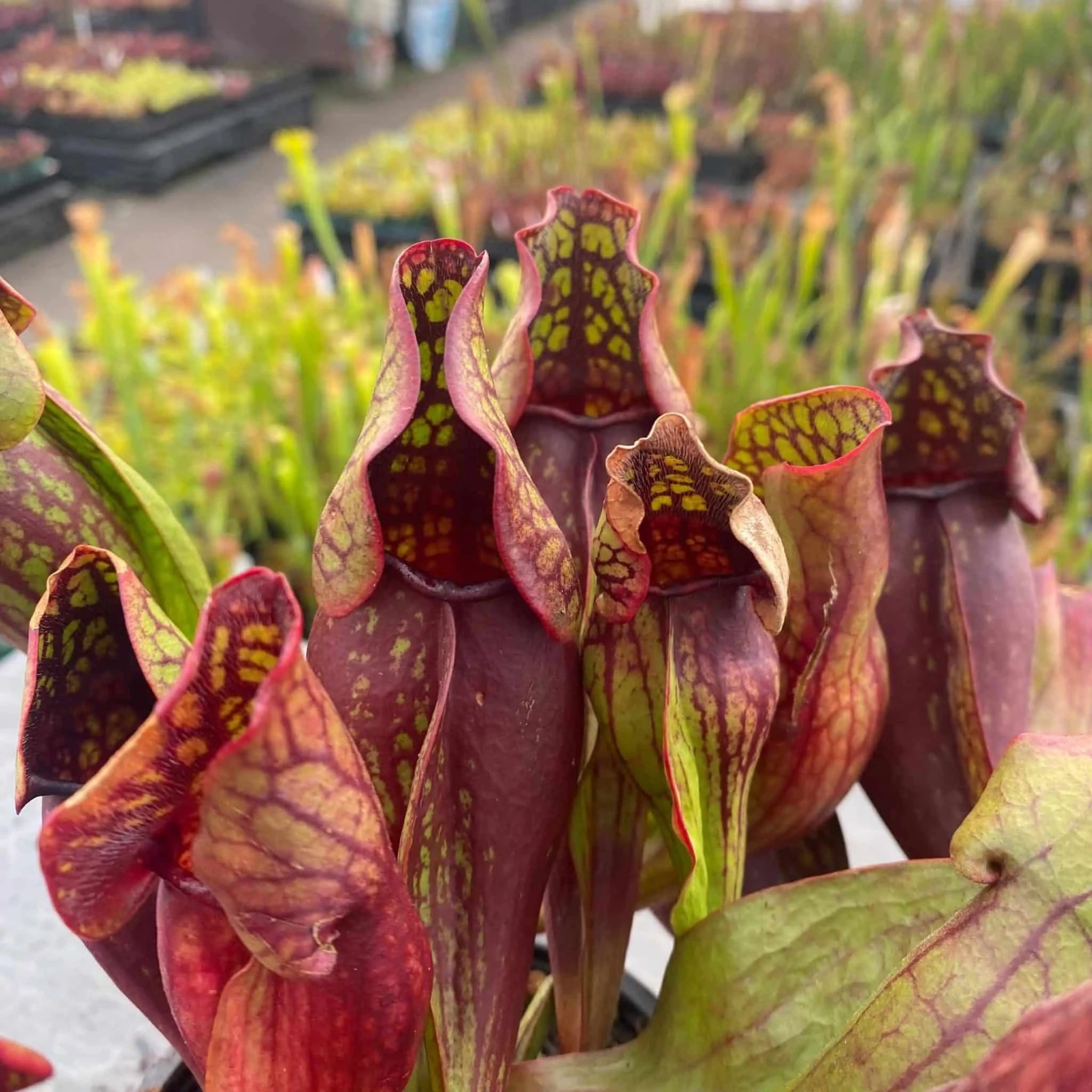 Sarracenia purpurea ssp. purpurea „Switzerland“, 15-20 cm 大森食虫植物農園