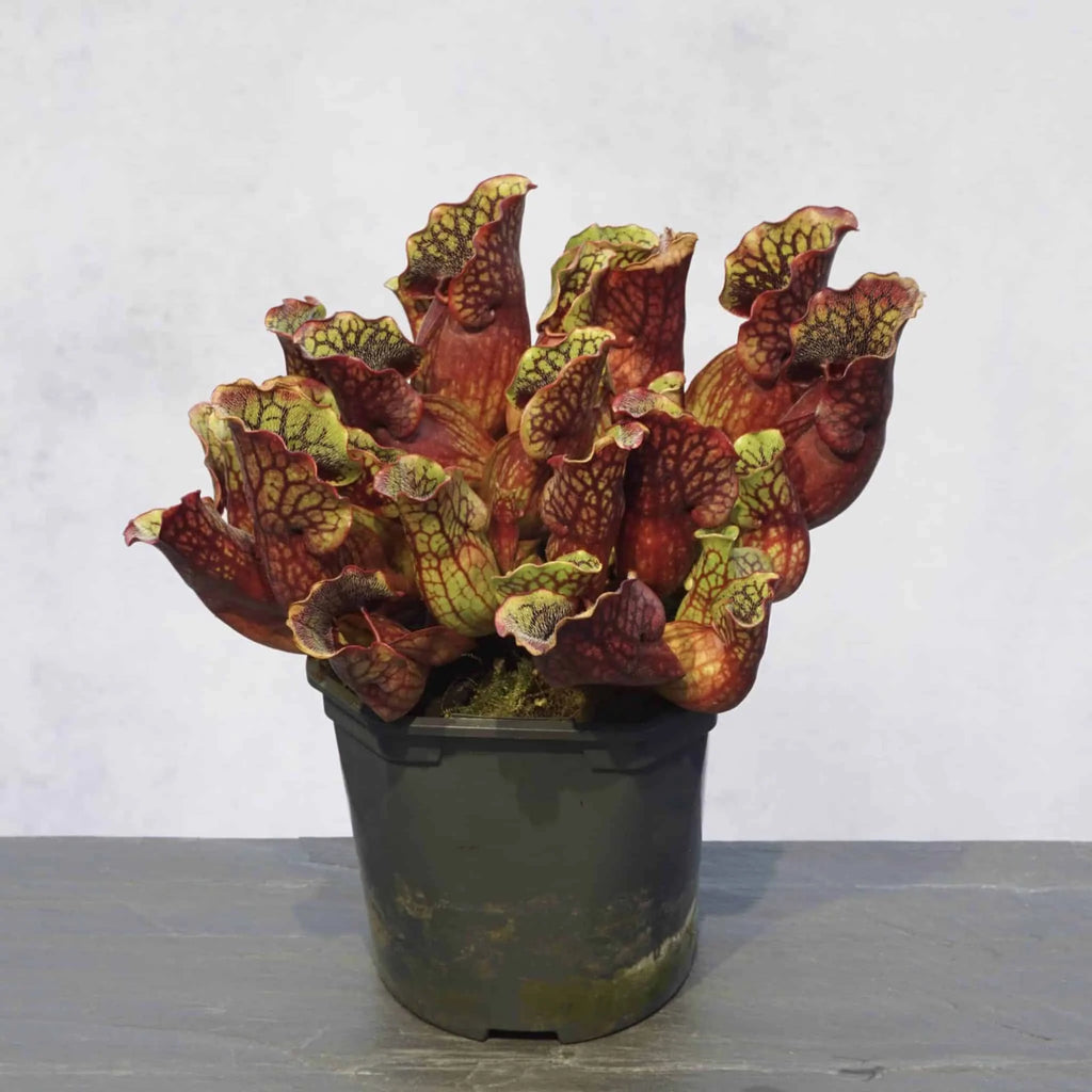 Sarracenia purpurea ssp. purpurea, Tanersville, Monroe Co 大森食虫植物農園
