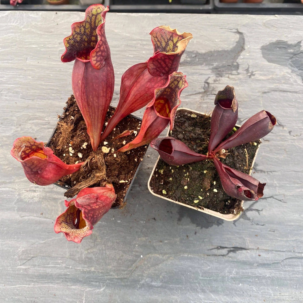 Sarracenia purpurea ssp. purpurea, Tanersville, Monroe Co 大森食虫植物農園