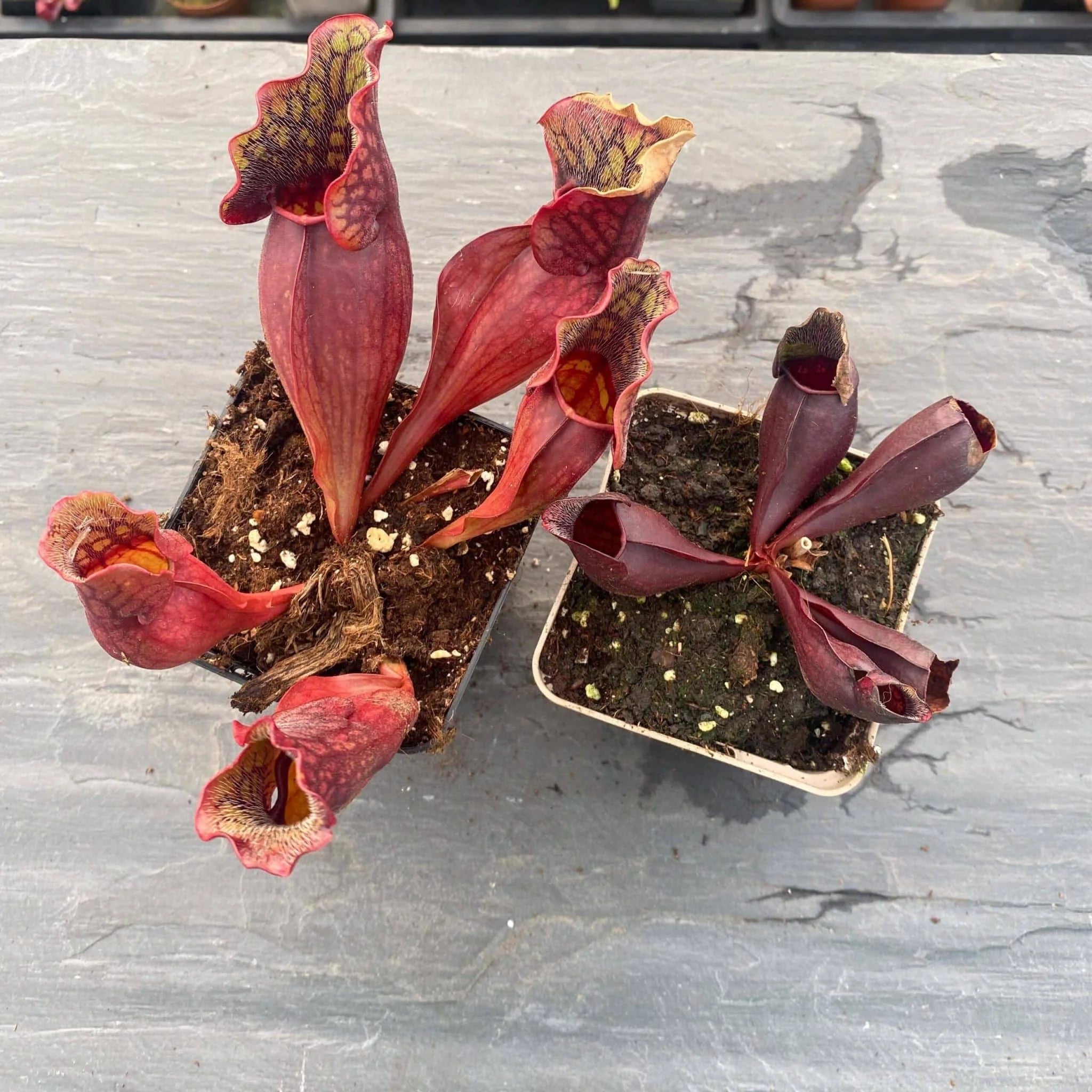 Sarracenia purpurea ssp. purpurea, Tanersville, Monroe Co 大森食虫植物農園