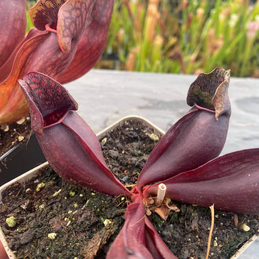 Sarracenia purpurea ssp. purpurea, Tanersville, Monroe Co 大森食虫植物農園