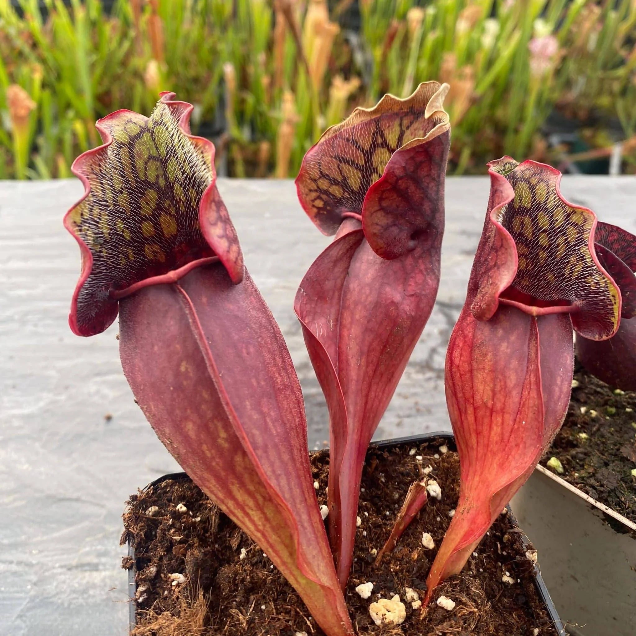 Sarracenia purpurea ssp. purpurea, Tanersville, Monroe Co 大森食虫植物農園