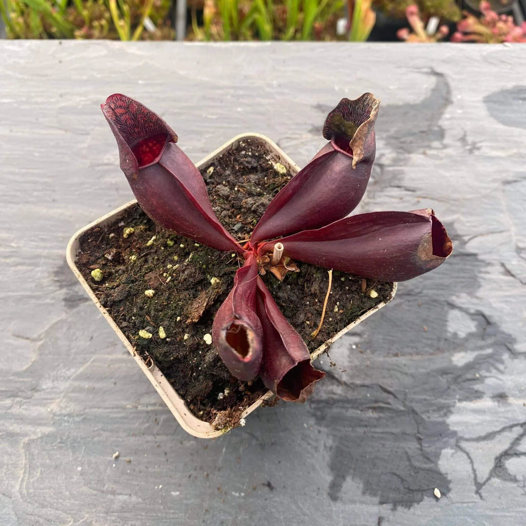 Sarracenia purpurea ssp. purpurea, Tanersville, Monroe Co 大森食虫植物農園