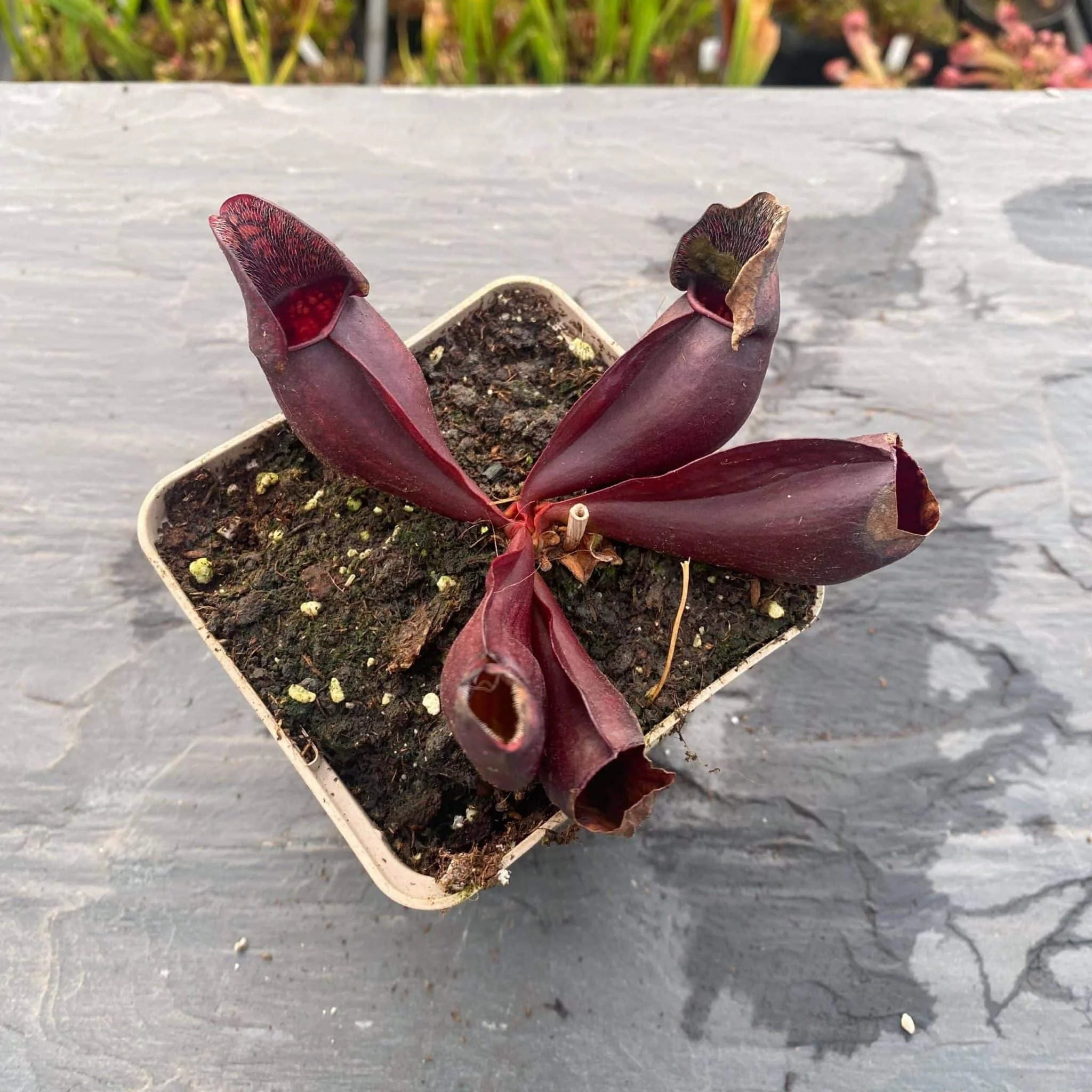 Sarracenia purpurea ssp. purpurea, Tanersville, Monroe Co 大森食虫植物農園