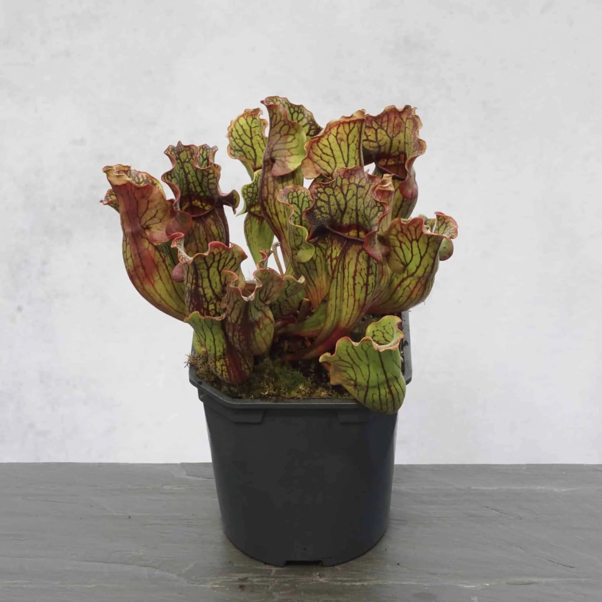 Sarracenia purpurea ssp. purpurea „Wavy Lid“ 大森食虫植物農園