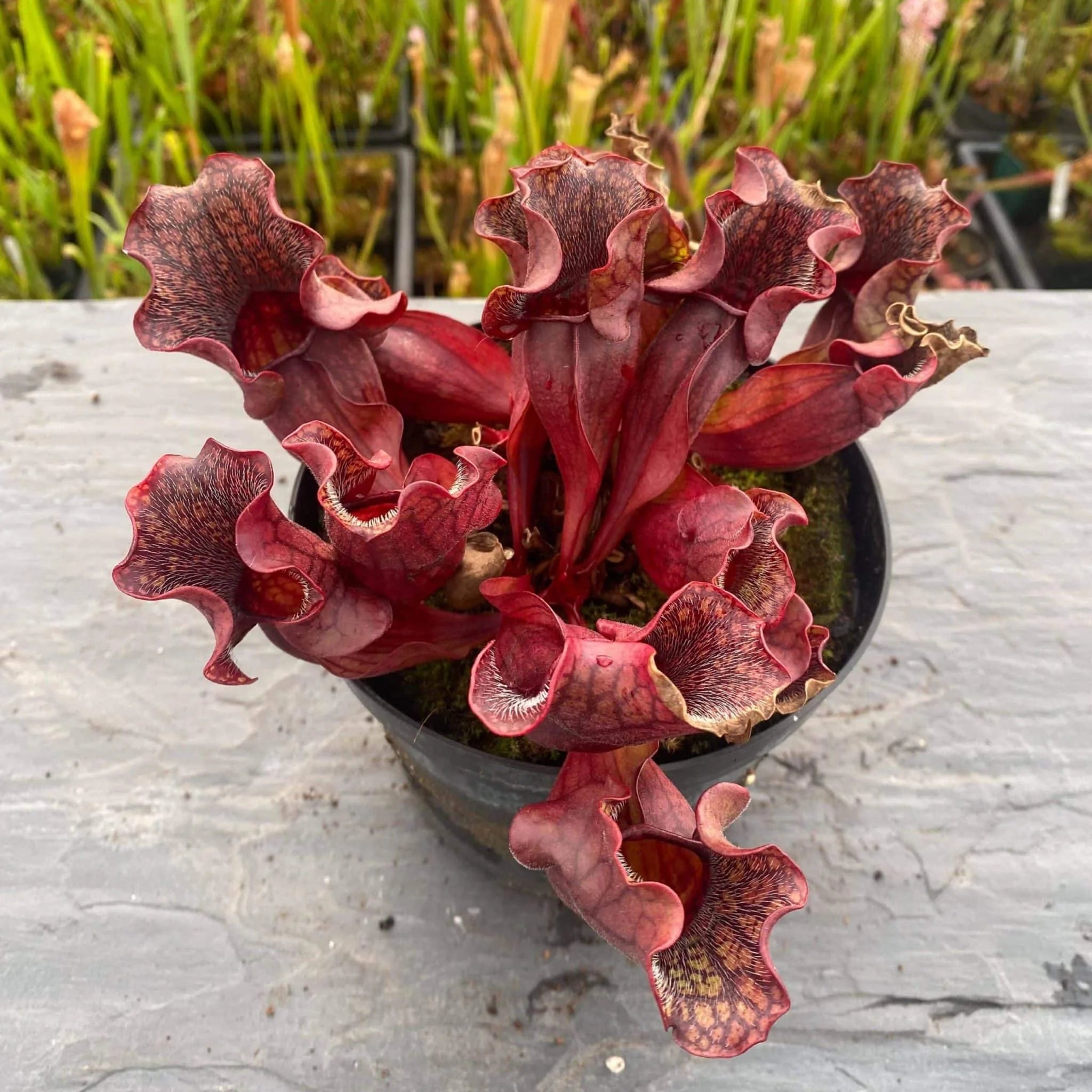 Sarracenia purpurea ssp. purpurea „Wavy Lid“ 大森食虫植物農園