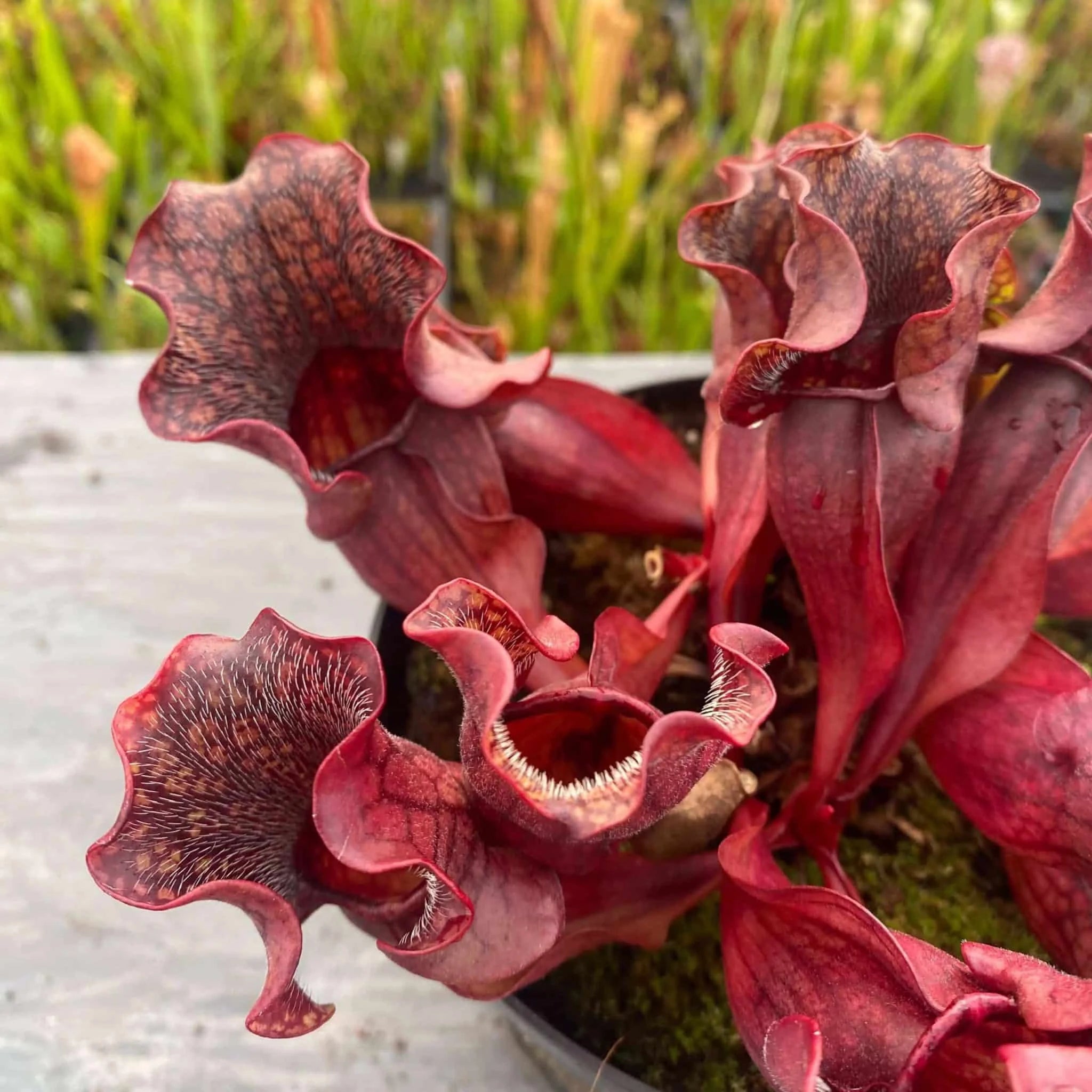 Sarracenia purpurea ssp. purpurea „Wavy Lid“ 大森食虫植物農園