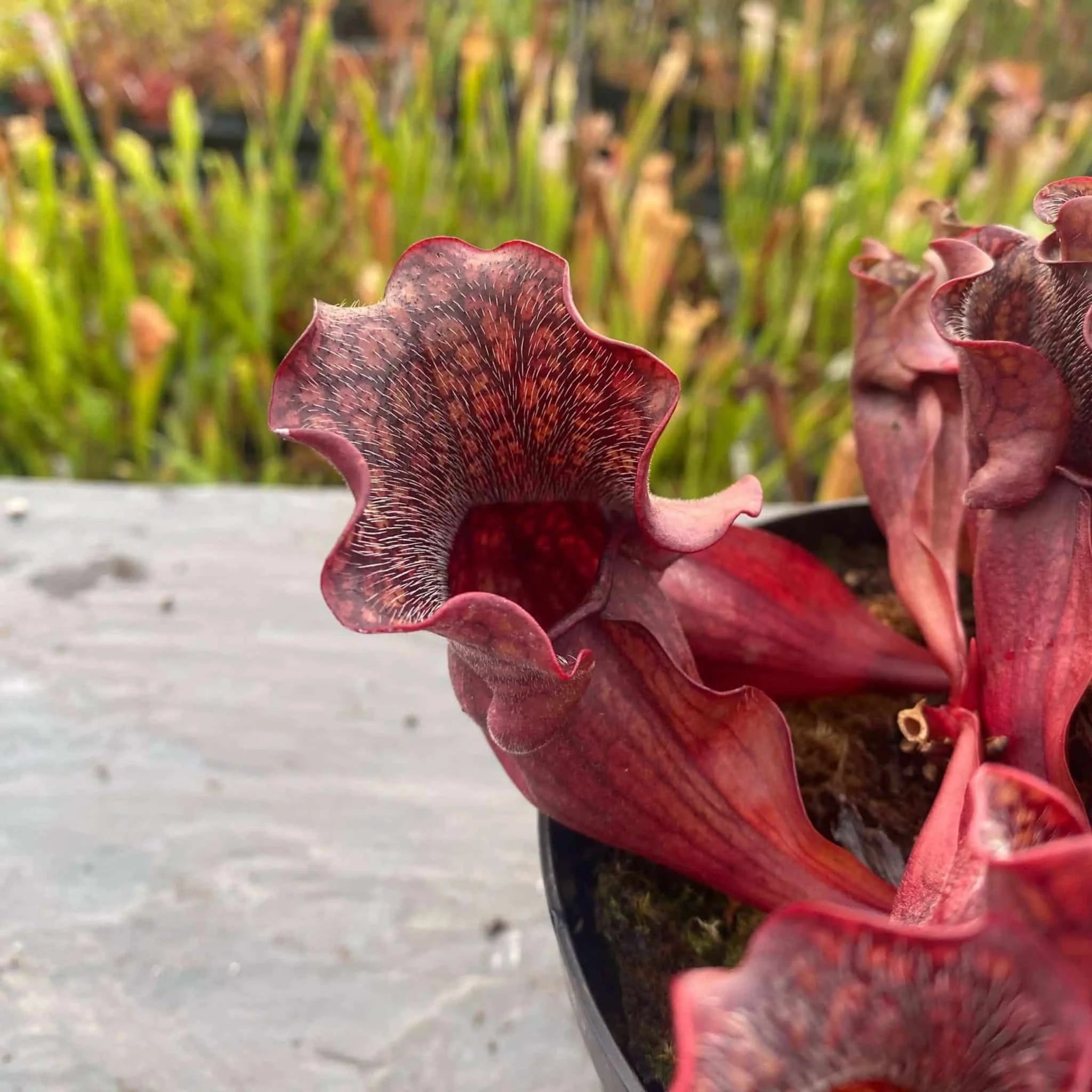 Sarracenia purpurea ssp. purpurea „Wavy Lid“ 大森食虫植物農園