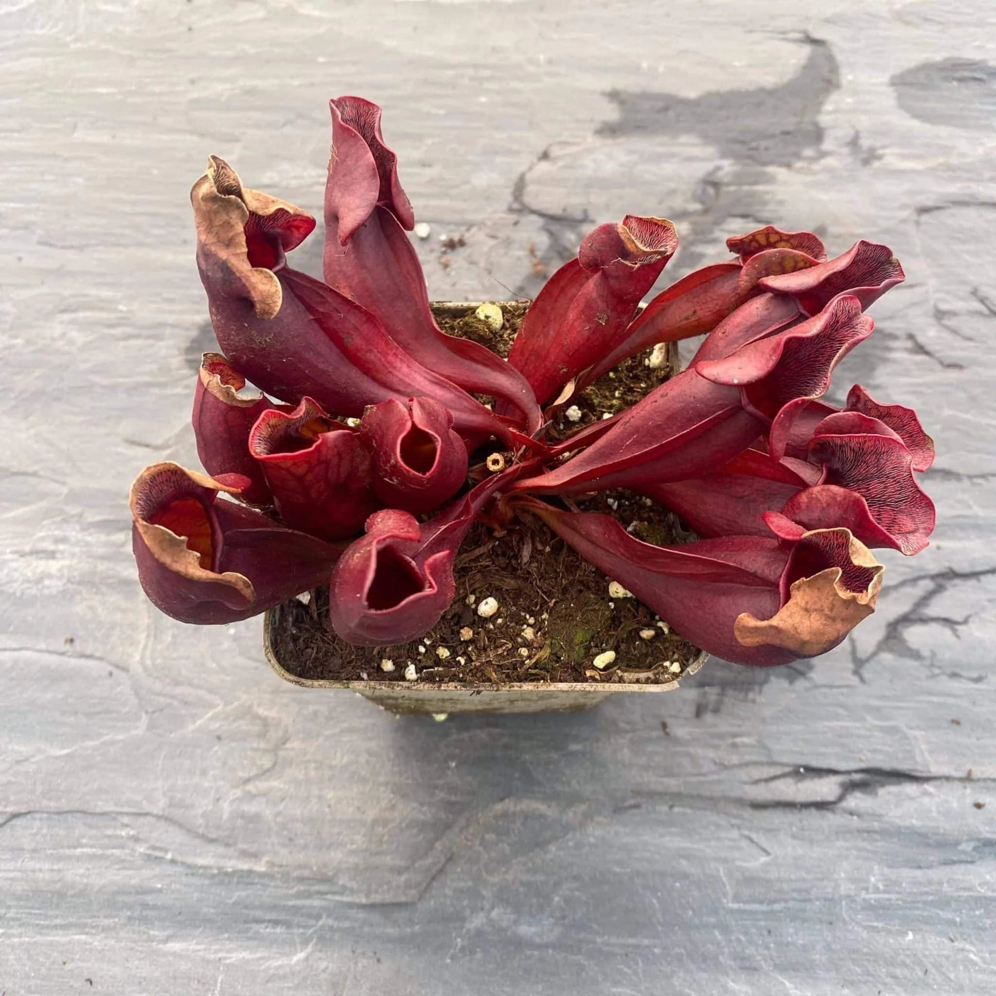Sarracenia purpurea ssp. purpurea, dark red form, Moss Lake, Grey Co., 12-15 cm 大森食虫植物農園