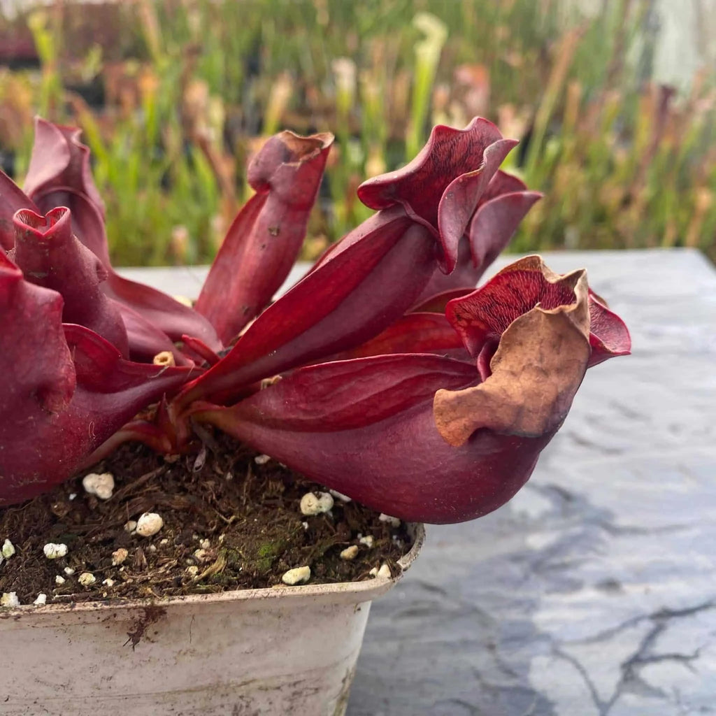 Sarracenia purpurea ssp. purpurea, dark red form, Moss Lake, Grey Co., 12-15 cm 大森食虫植物農園