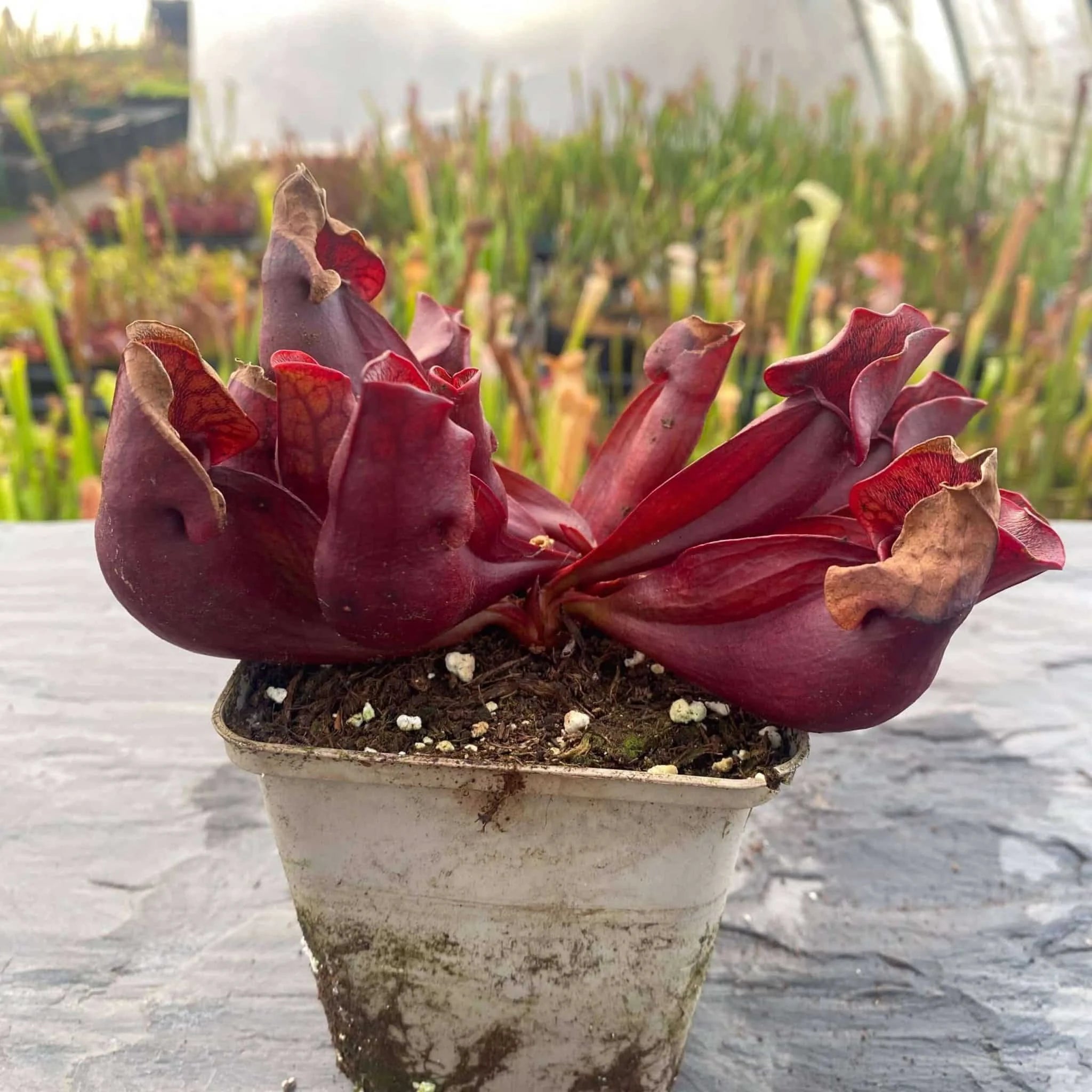 Sarracenia purpurea ssp. purpurea, dark red form, Moss Lake, Grey Co., 12-15 cm 大森食虫植物農園