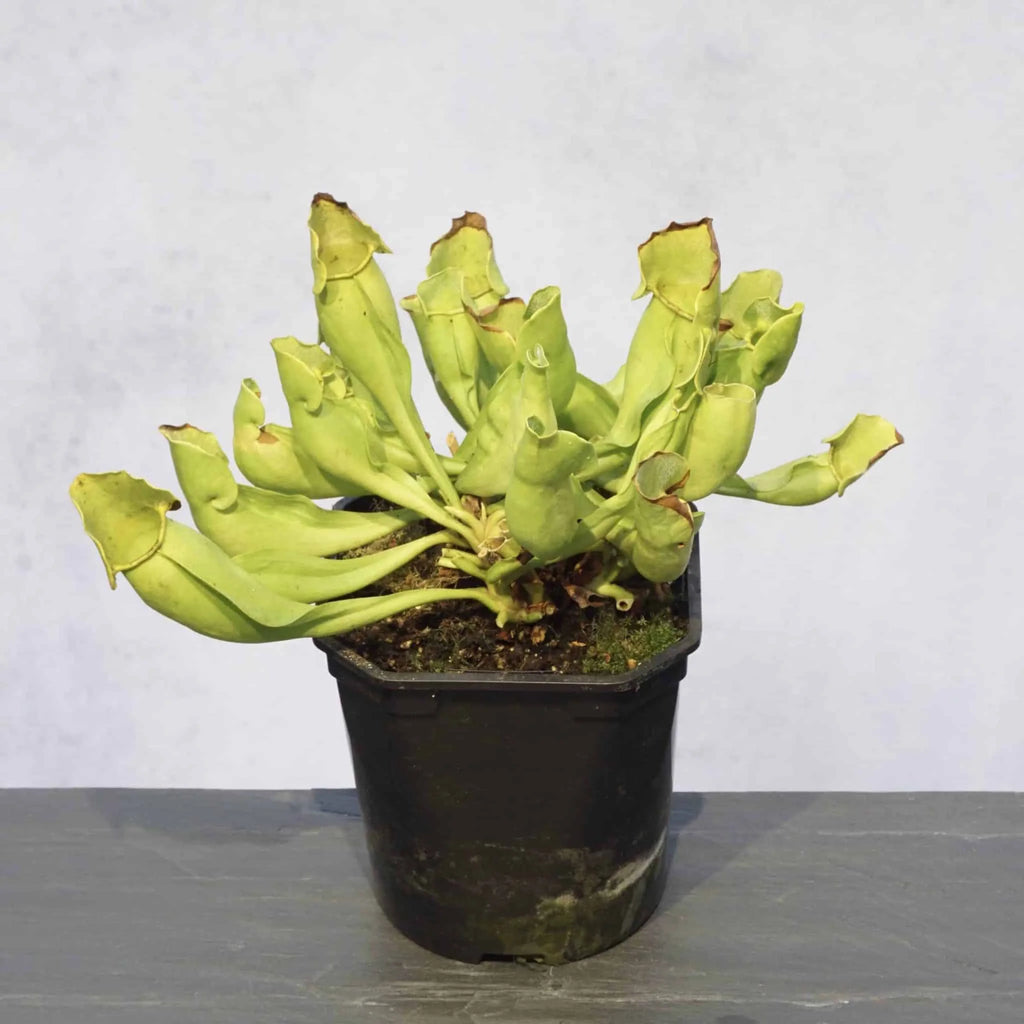 Sarracenia purpurea ssp. purpurea f. heterophylla, 15-20 cm 大森食虫植物農園
