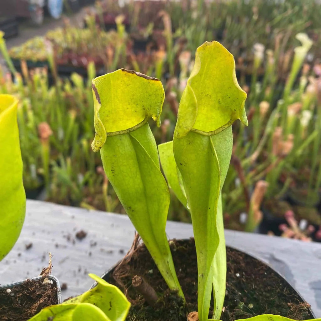 Sarracenia purpurea ssp. purpurea f. heterophylla, 15-20 cm 大森食虫植物農園