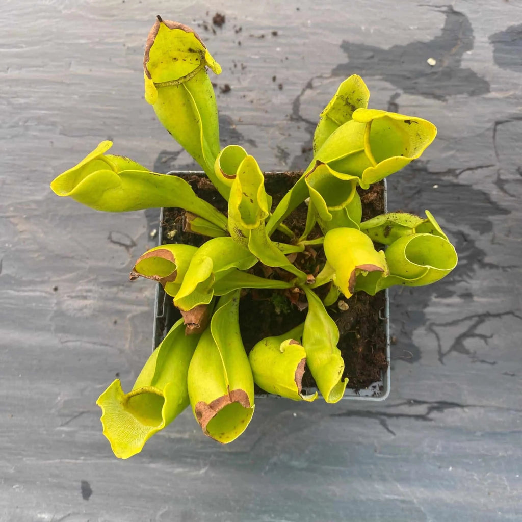 Sarracenia purpurea ssp. purpurea f. heterophylla, 15-20 cm 大森食虫植物農園