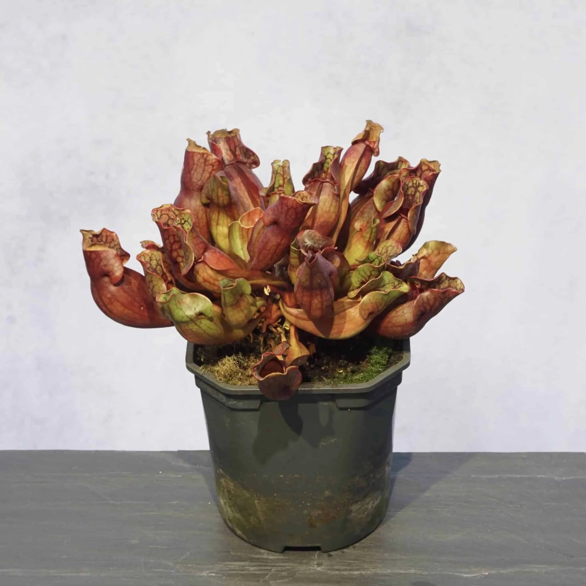Sarracenia purpurea ssp. purpurea var. riplicola, 12-14 cm 大森食虫植物農園