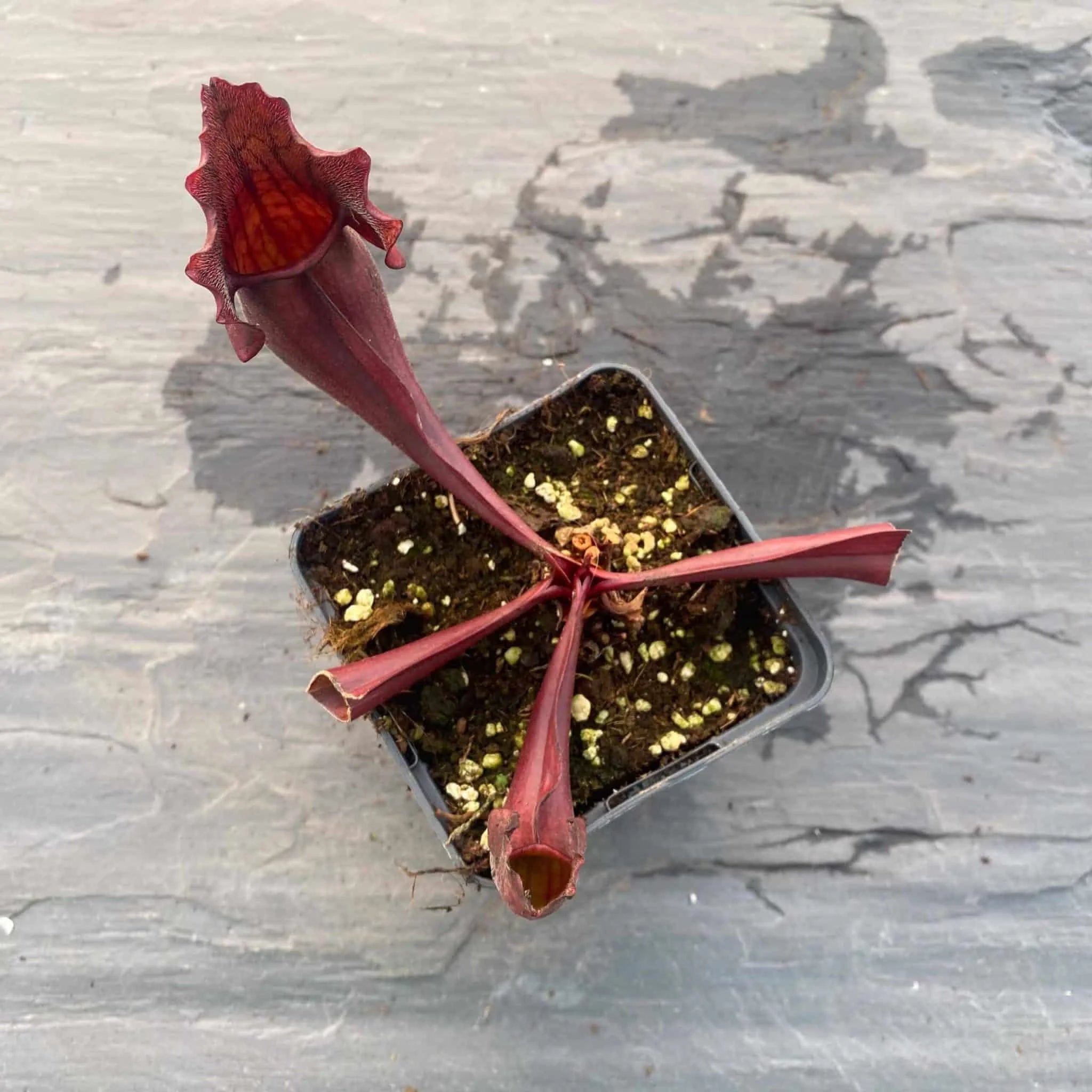Sarracenia purpurea ssp. purpurea var. stolonifera, 8-10 cm 大森食虫植物農園