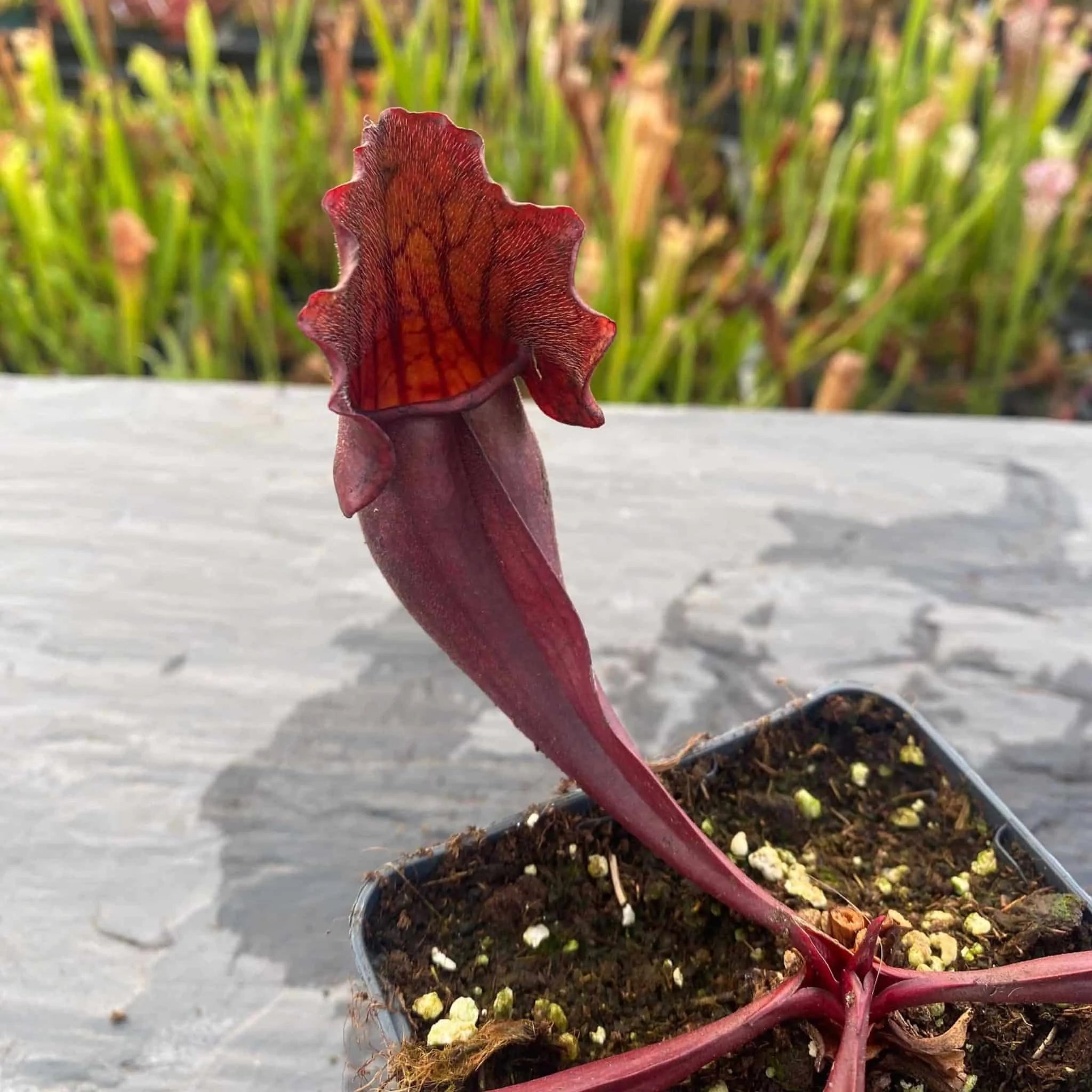 Sarracenia purpurea ssp. purpurea var. stolonifera, 8-10 cm 大森食虫植物農園