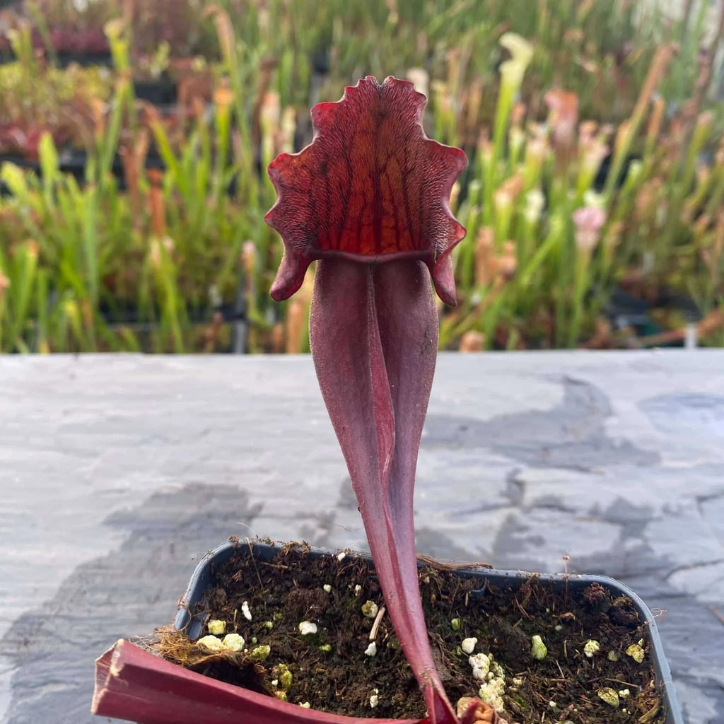Sarracenia purpurea ssp. purpurea var. stolonifera, 8-10 cm 大森食虫植物農園