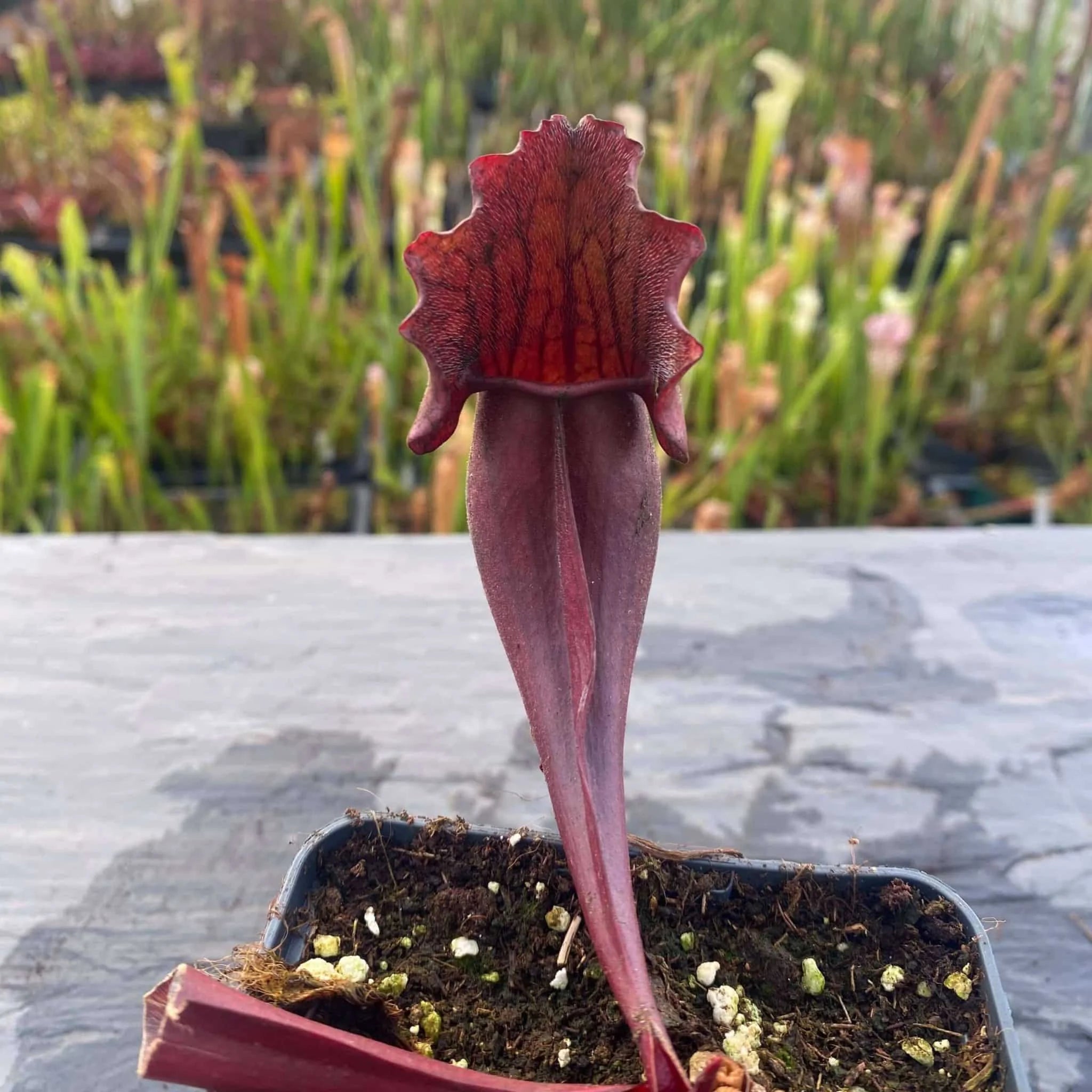 Sarracenia purpurea ssp. purpurea var. stolonifera, 8-10 cm 大森食虫植物農園