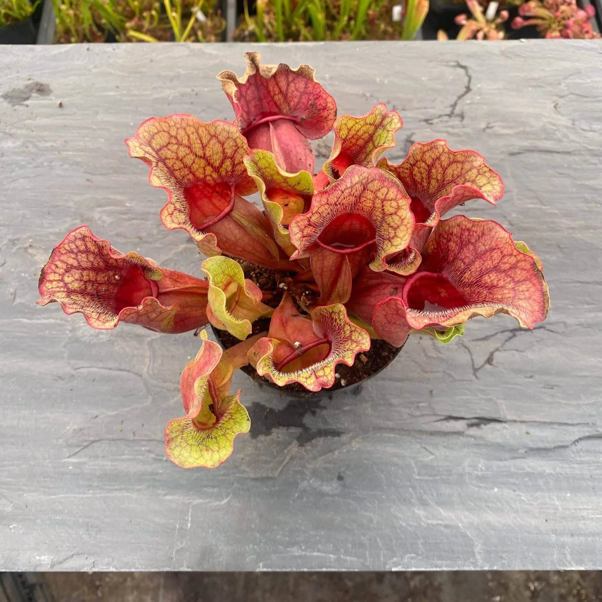 Sarracenia purpurea ssp. venosa Buddha Belly x venosa Veinless, 15-20 cm 大森食虫植物農園
