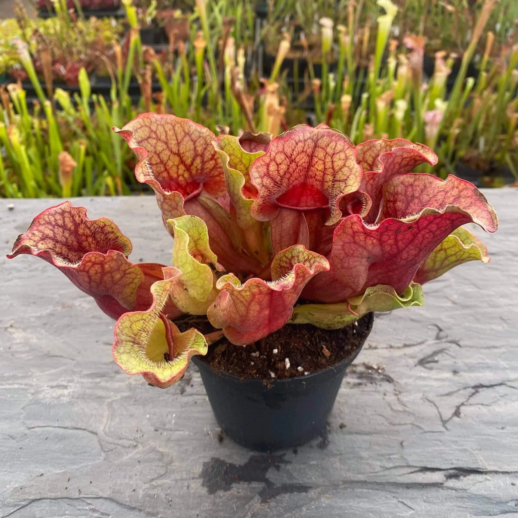 Sarracenia purpurea ssp. venosa Buddha Belly x venosa Veinless, 15-20 cm 大森食虫植物農園