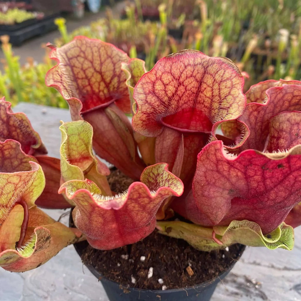 Sarracenia purpurea ssp. venosa Buddha Belly x venosa Veinless, 15-20 cm 大森食虫植物農園