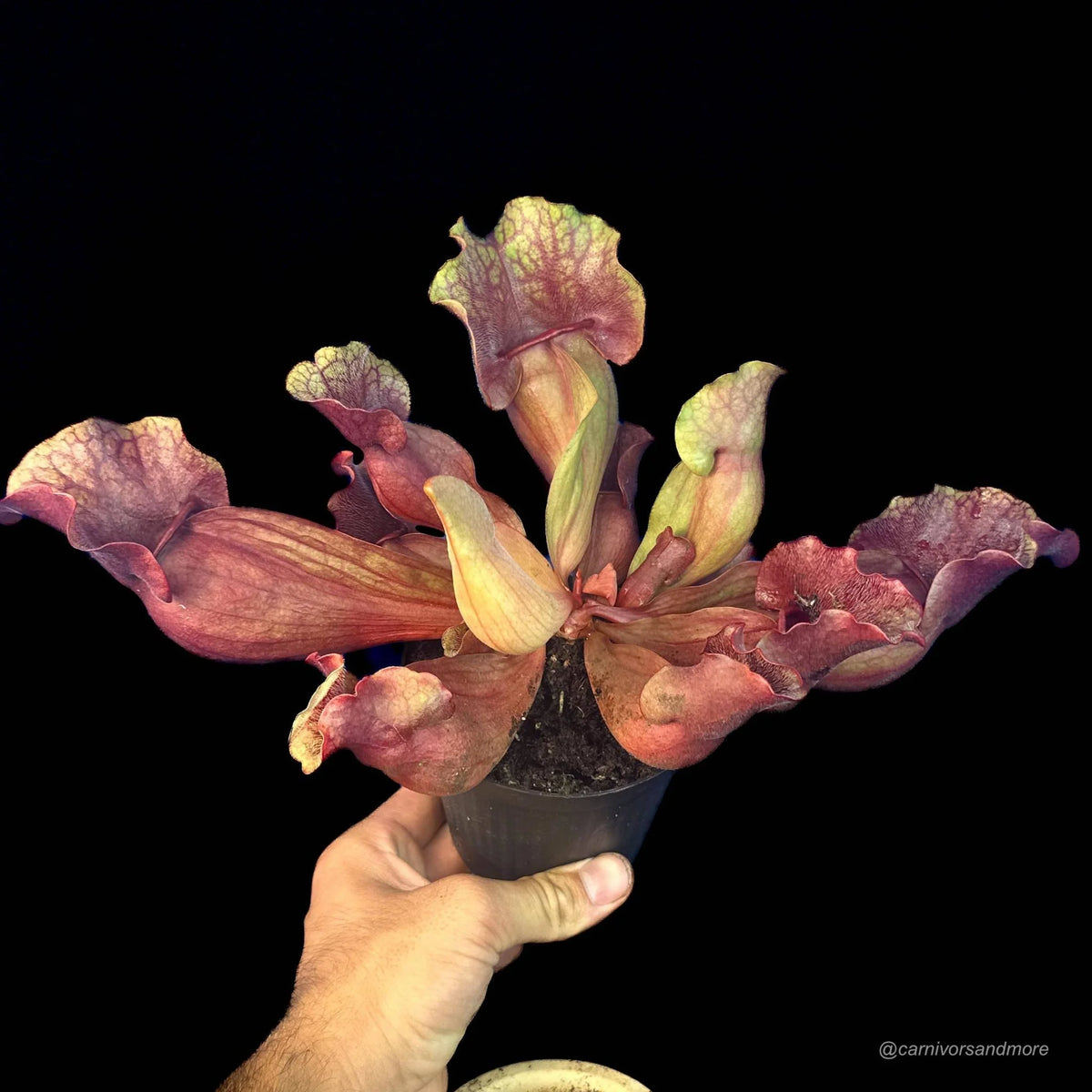 Sarracenia purpurea ssp. venosa Buddha Belly x venosa Veinless, 15-20 cm 大森食虫植物農園