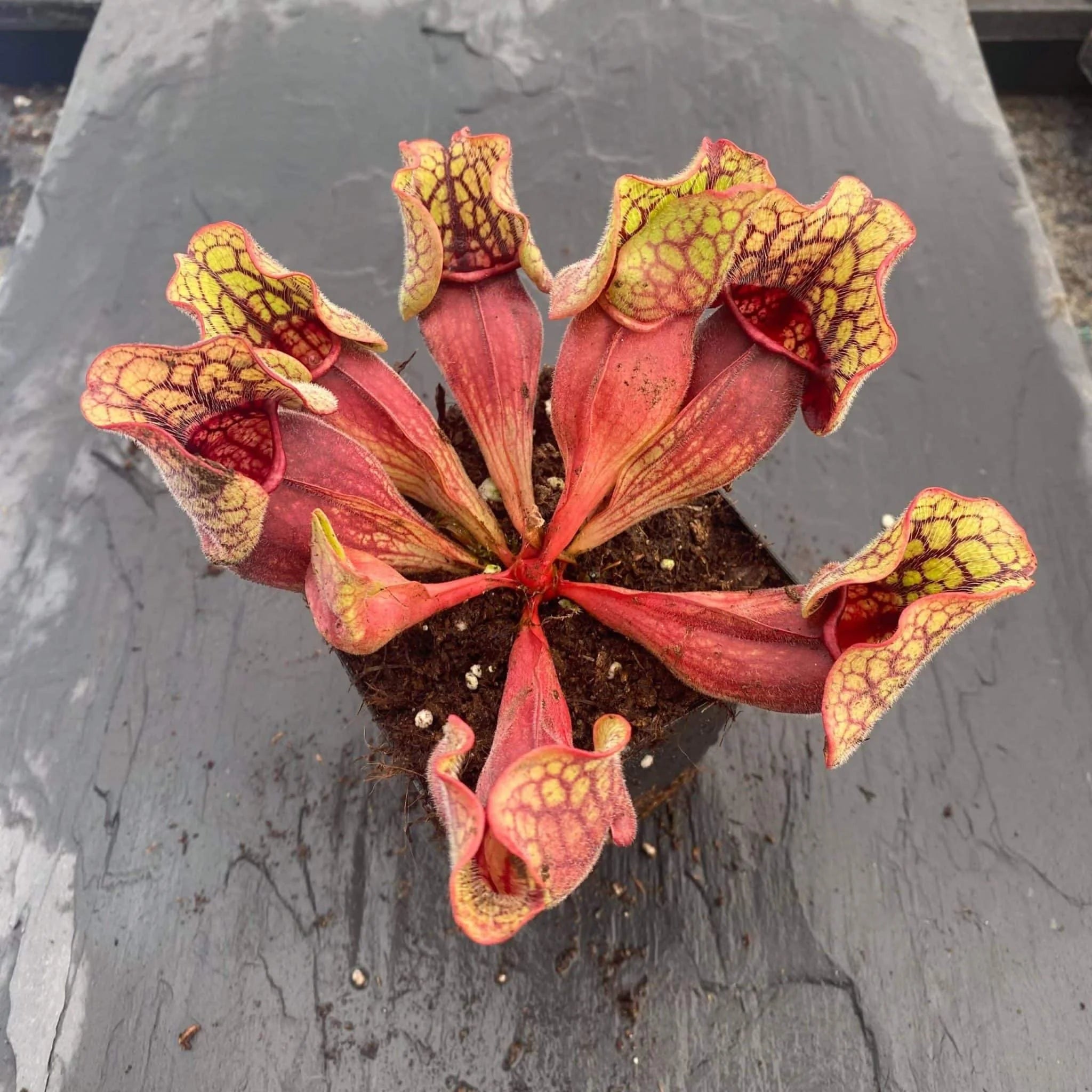 Sarracenia purpurea ssp. venosa Sheely Pond x Buddha Belly 大森食虫植物農園