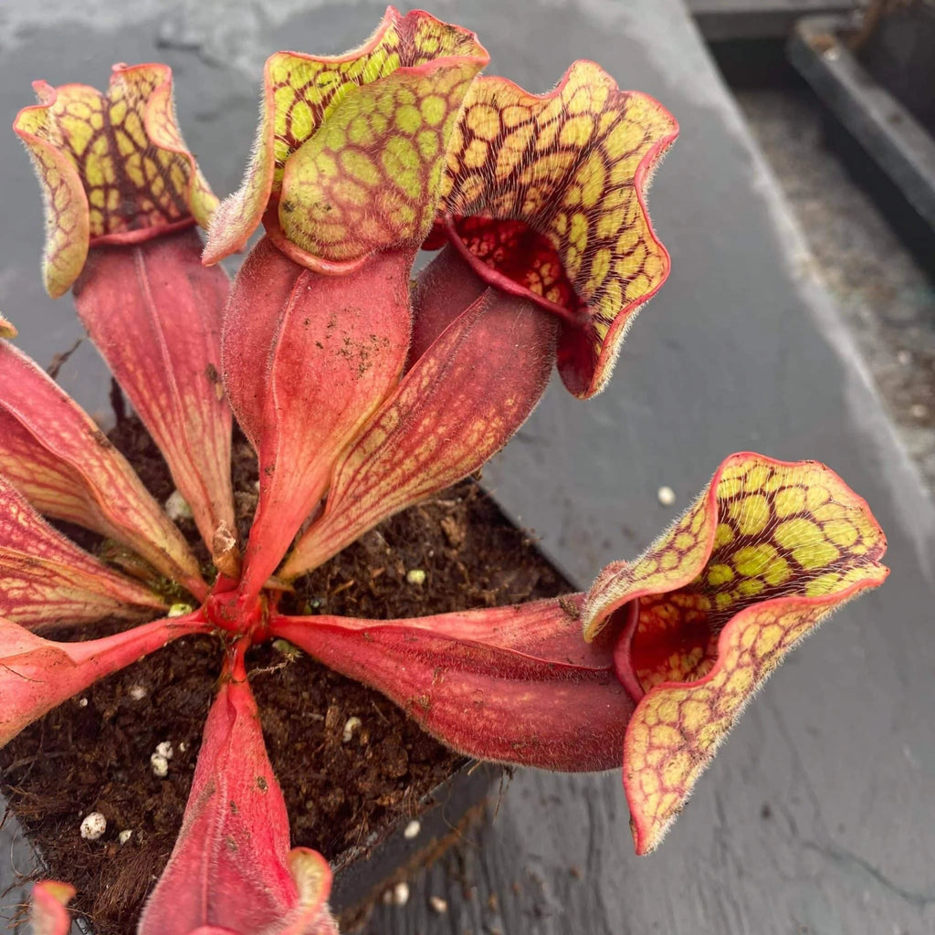 Sarracenia purpurea ssp. venosa Sheely Pond x Buddha Belly 大森食虫植物農園