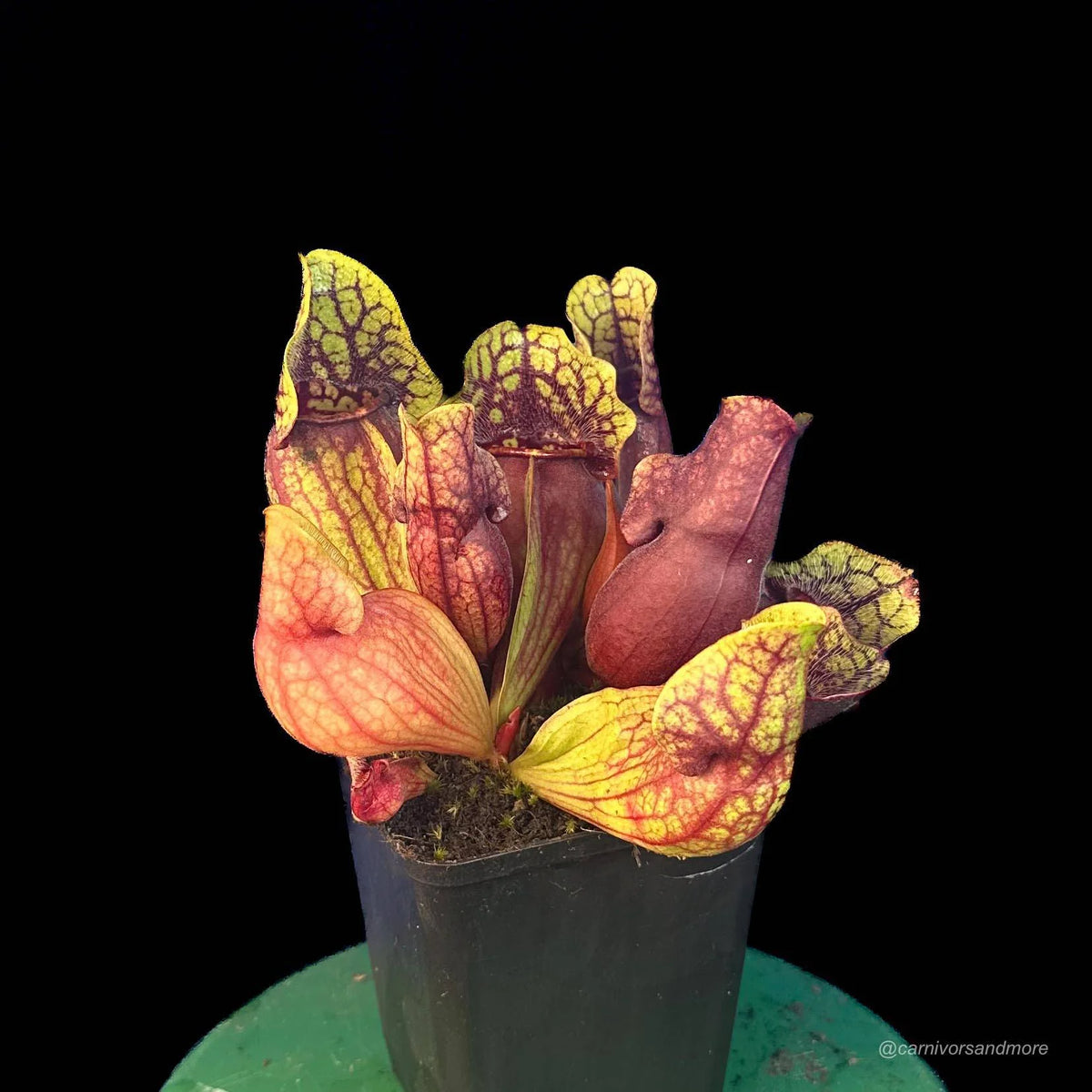 Sarracenia purpurea ssp. venosa Sheely Pond x Buddha Belly 大森食虫植物農園