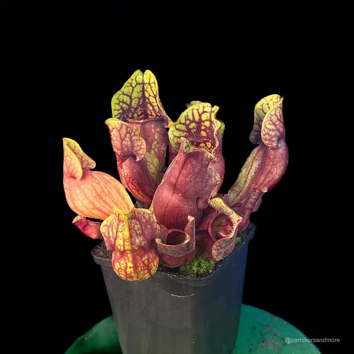 Sarracenia purpurea ssp. venosa Sheely Pond x Buddha Belly 大森食虫植物農園