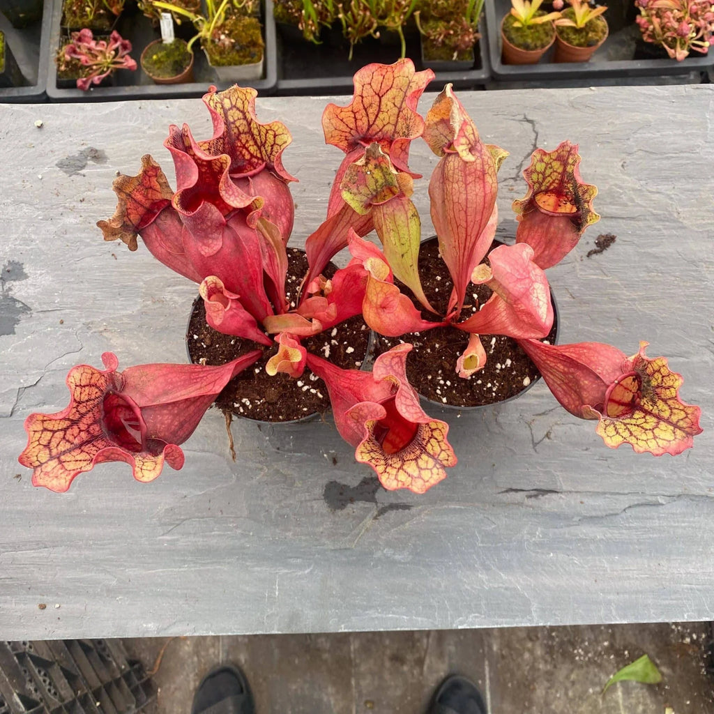 Sarracenia purpurea ssp. venosa Tatnall x Buddha Belly, 14-20 cm 大森食虫植物農園