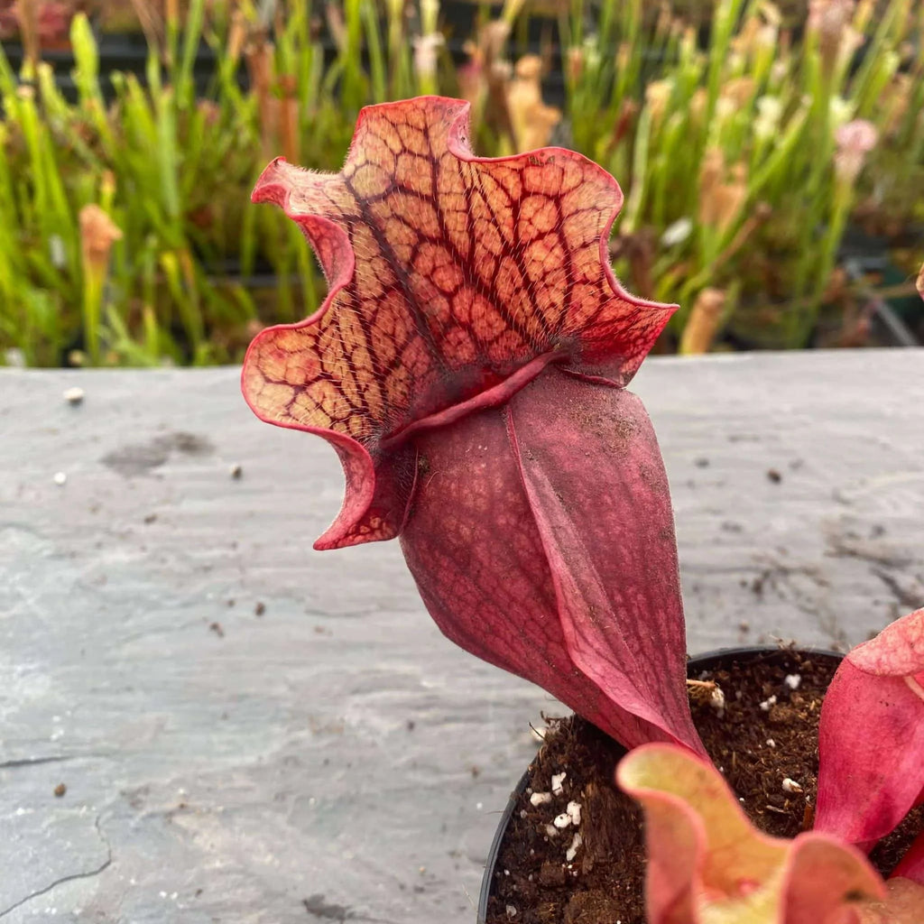 Sarracenia purpurea ssp. venosa Tatnall x Buddha Belly, 14-20 cm 大森食虫植物農園