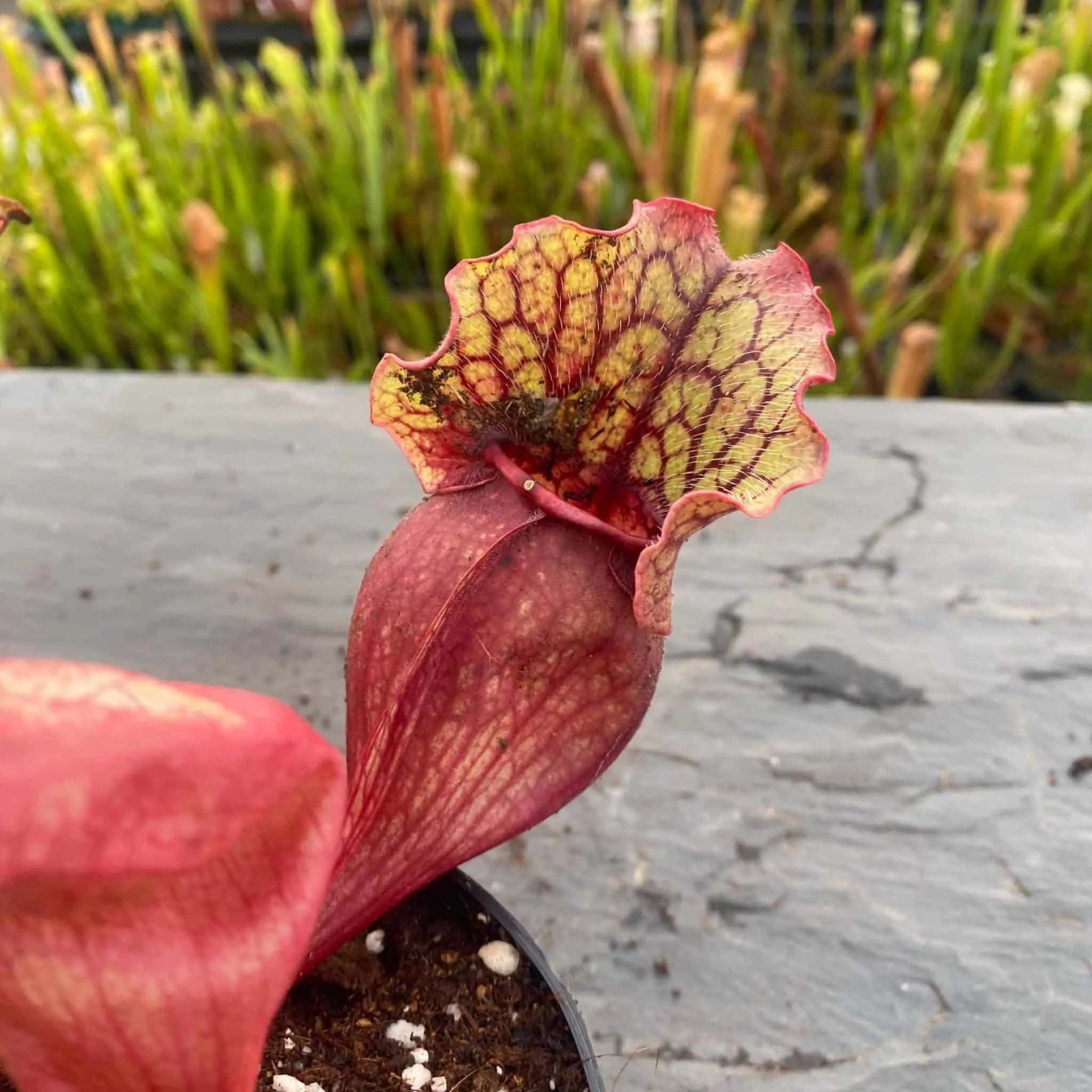 Sarracenia purpurea ssp. venosa Tatnall x Buddha Belly, 14-20 cm 大森食虫植物農園