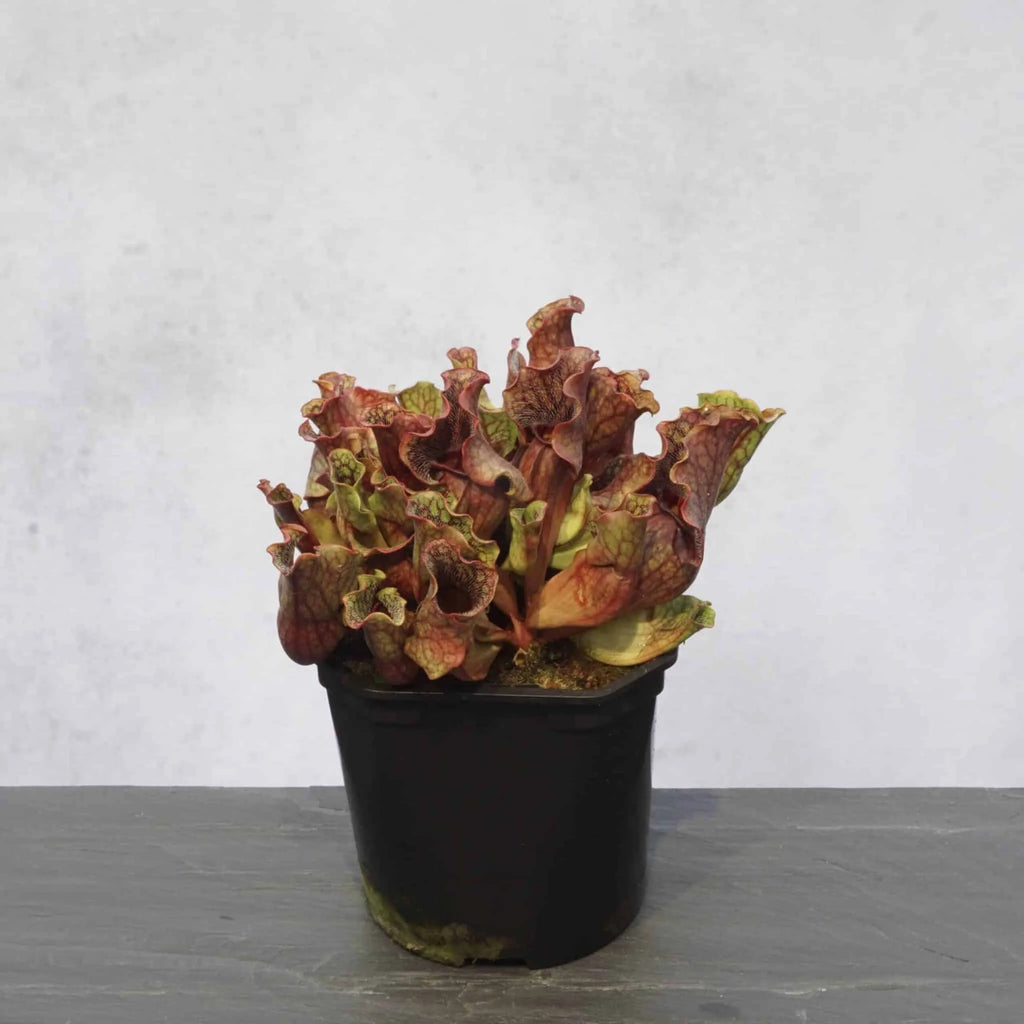 Sarracenia purpurea ssp. venosa Wavy Lid, ex W. Woehrle, 12-14 cm 大森食虫植物農園