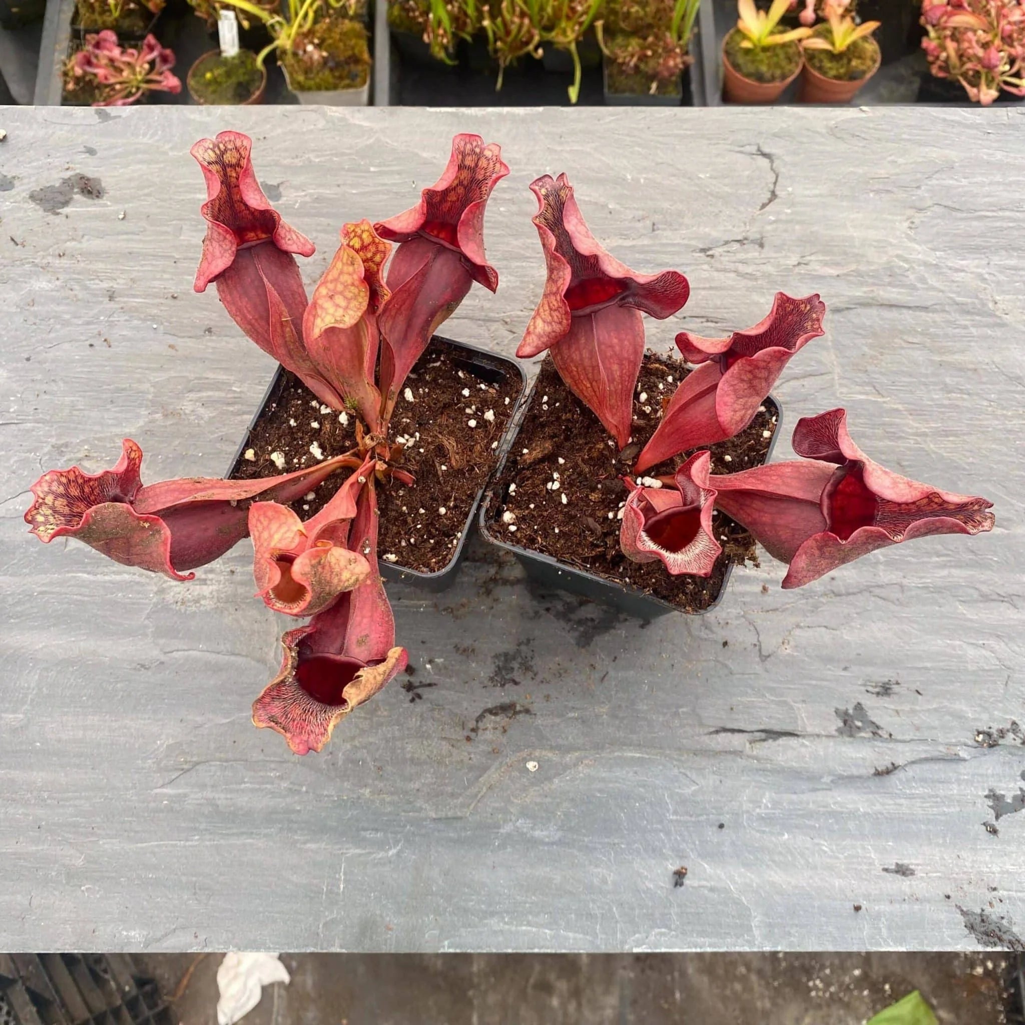 Sarracenia purpurea ssp. venosa Wavy Lid, ex W. Woehrle, 12-14 cm 大森食虫植物農園