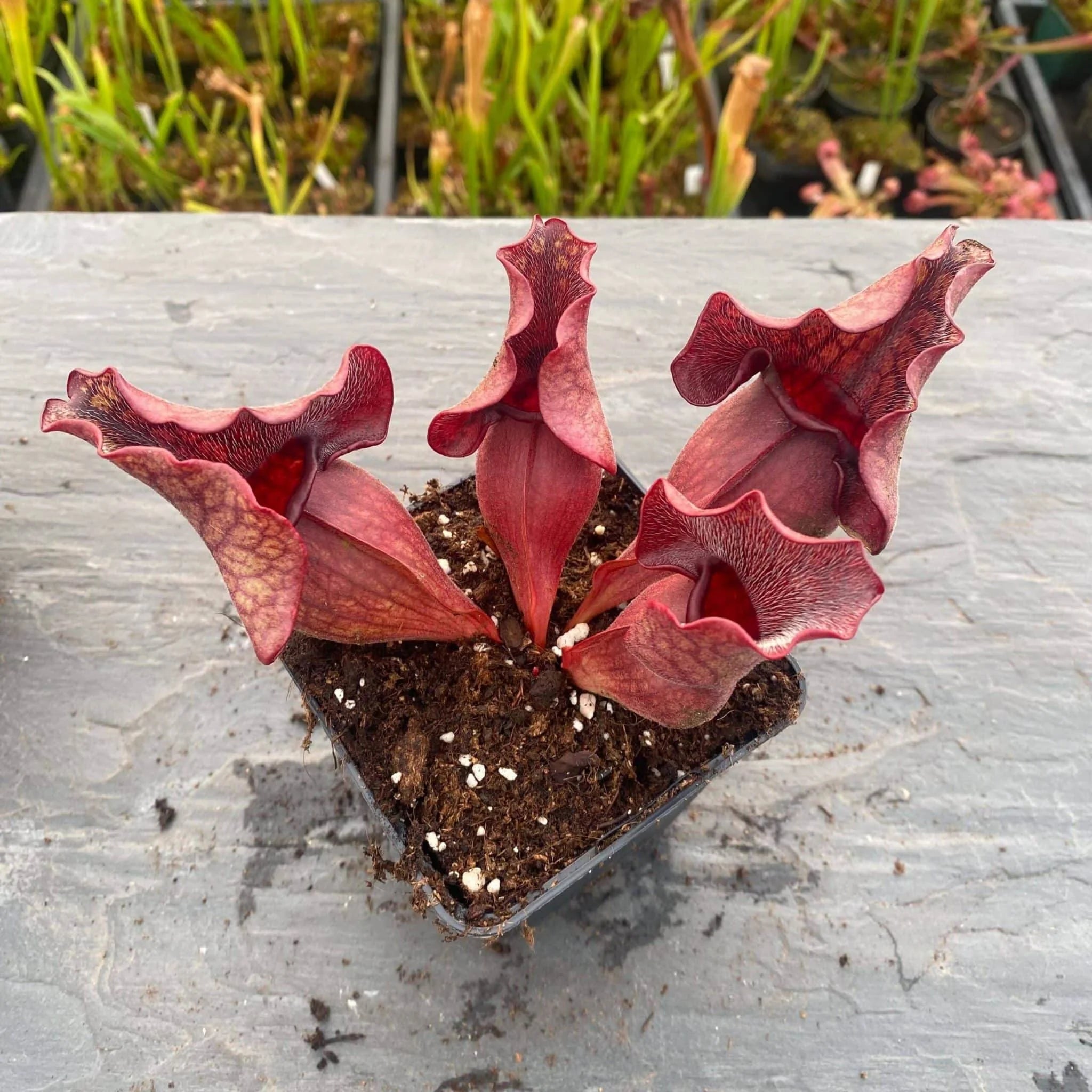Sarracenia purpurea ssp. venosa Wavy Lid, ex W. Woehrle, 12-14 cm 大森食虫植物農園
