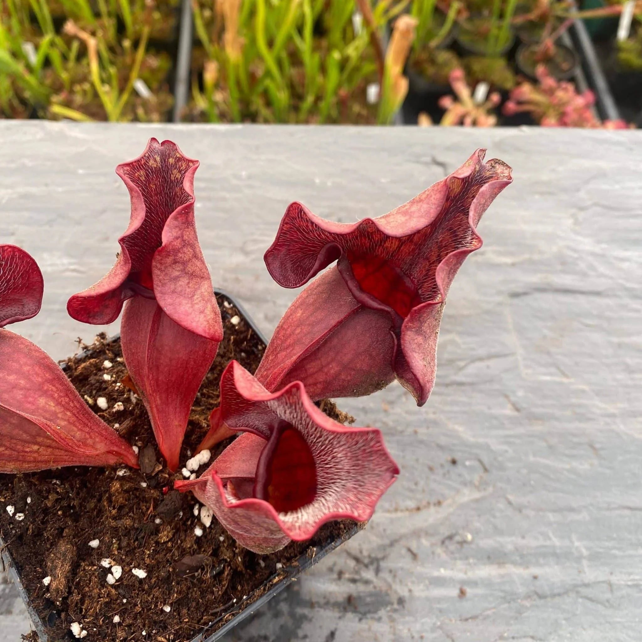 Sarracenia purpurea ssp. venosa Wavy Lid, ex W. Woehrle, 12-14 cm 大森食虫植物農園