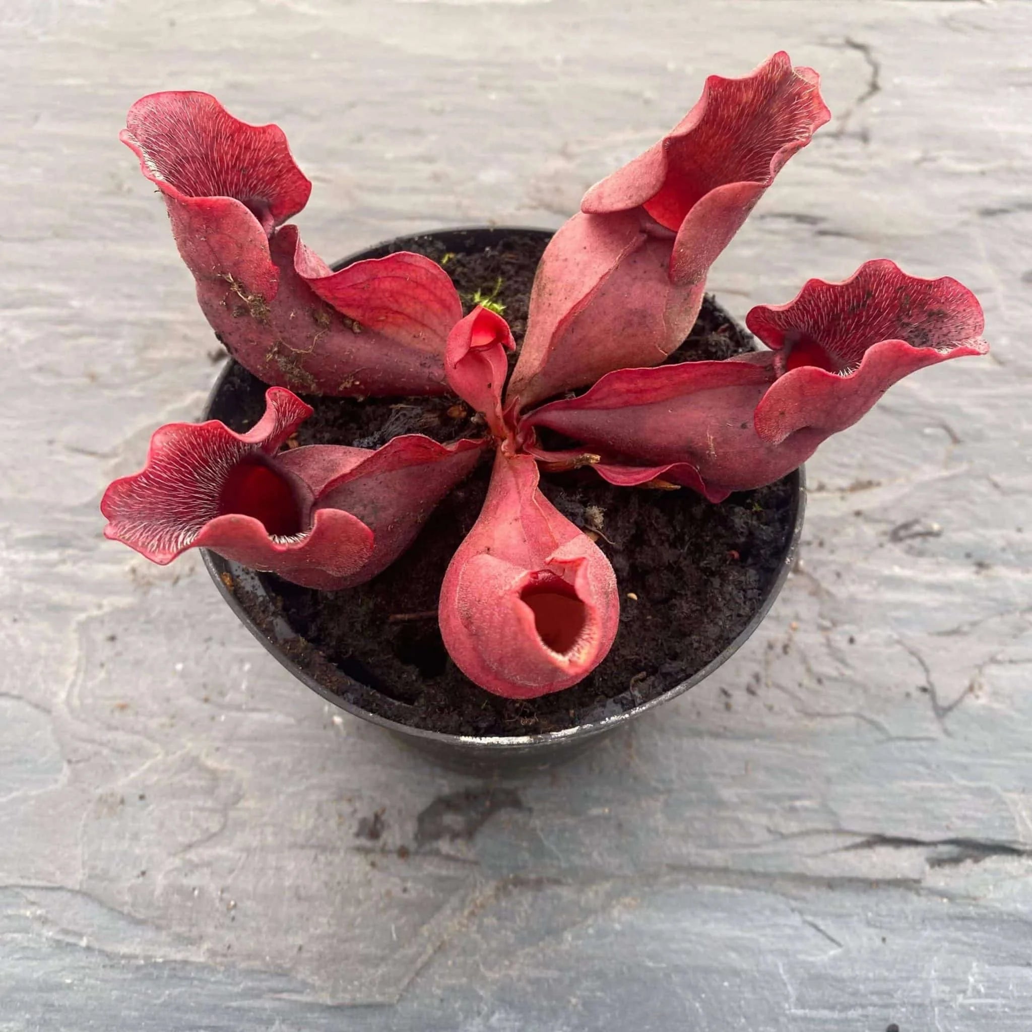 Sarracenia purpurea ssp. venosa „All Red“ North of Supply (Green Swamp) 大森食虫植物農園