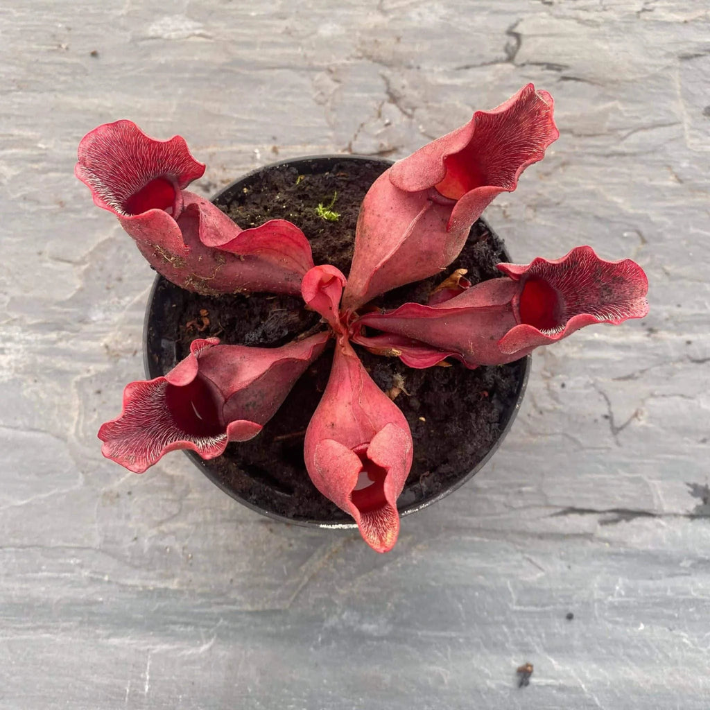 Sarracenia purpurea ssp. venosa „All Red“ North of Supply (Green Swamp) 大森食虫植物農園