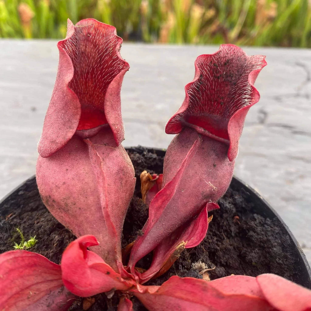 Sarracenia purpurea ssp. venosa „All Red“ North of Supply (Green Swamp) 大森食虫植物農園