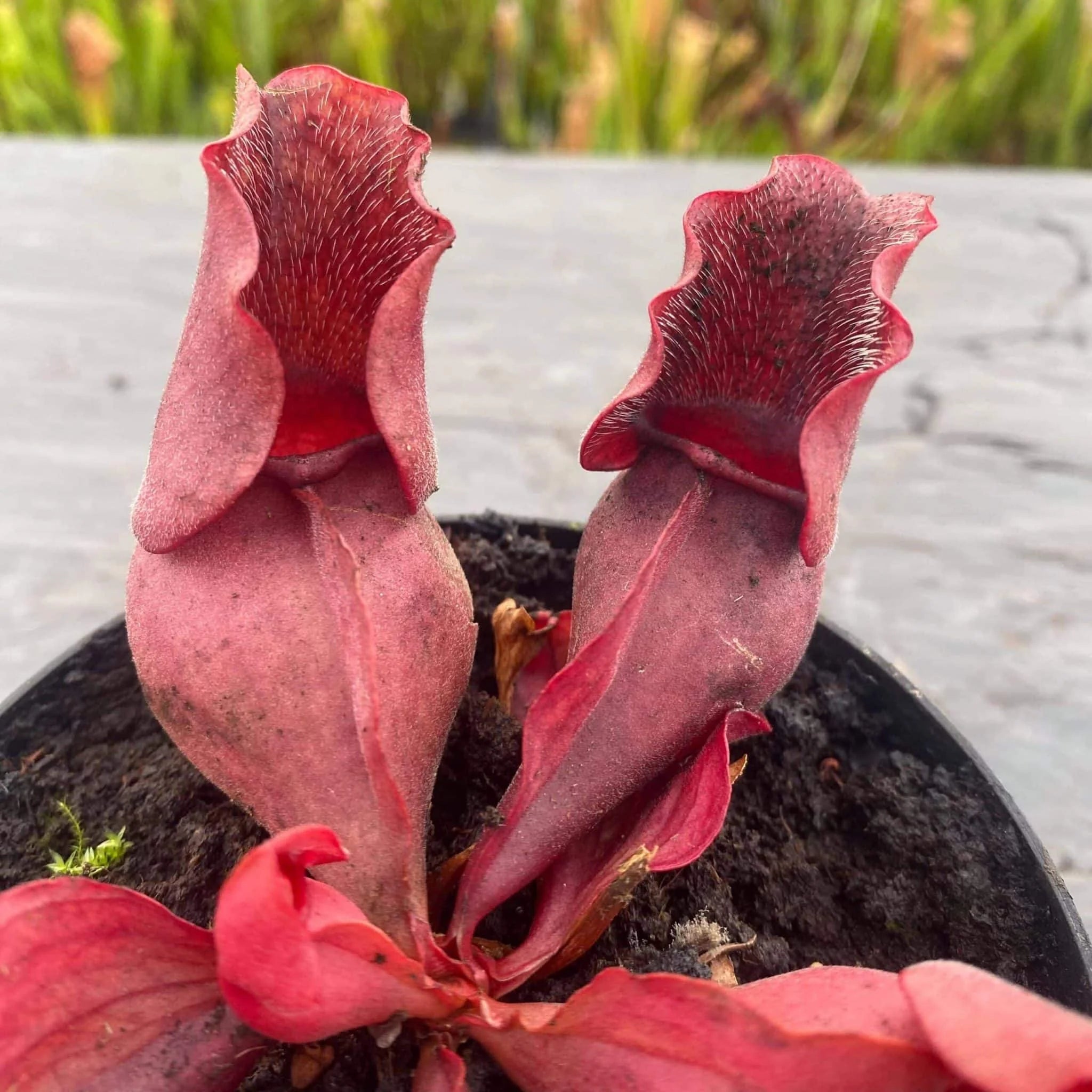 Sarracenia purpurea ssp. venosa „All Red“ North of Supply (Green Swamp) 大森食虫植物農園