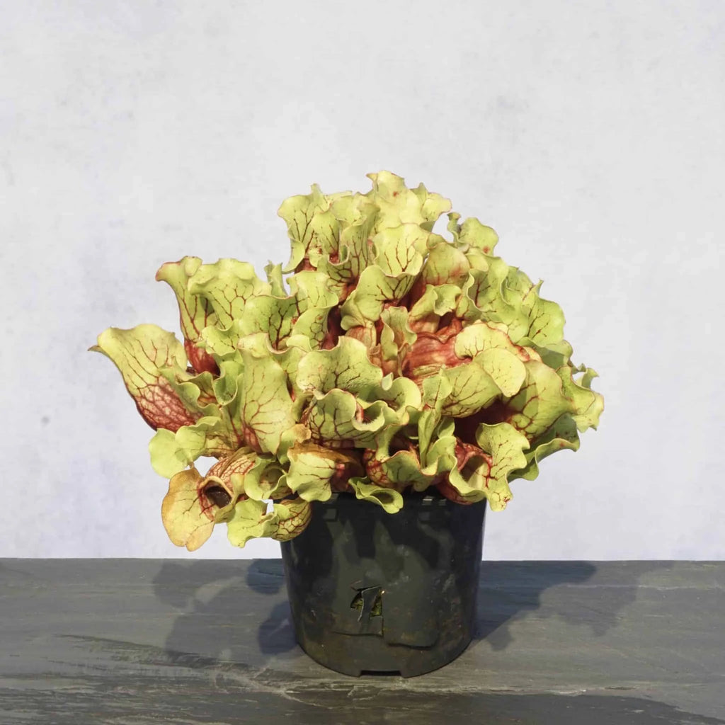 Sarracenia purpurea ssp. venosa „Belly of Blood“, 10-12 cm 大森食虫植物農園