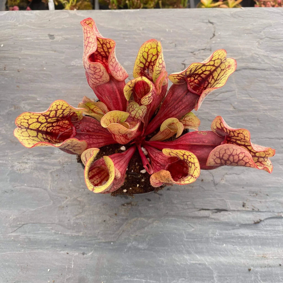 Sarracenia purpurea ssp. venosa “Belly of Blood“ x venosa Sheely Pond, 12-16 cm 大森食虫植物農園