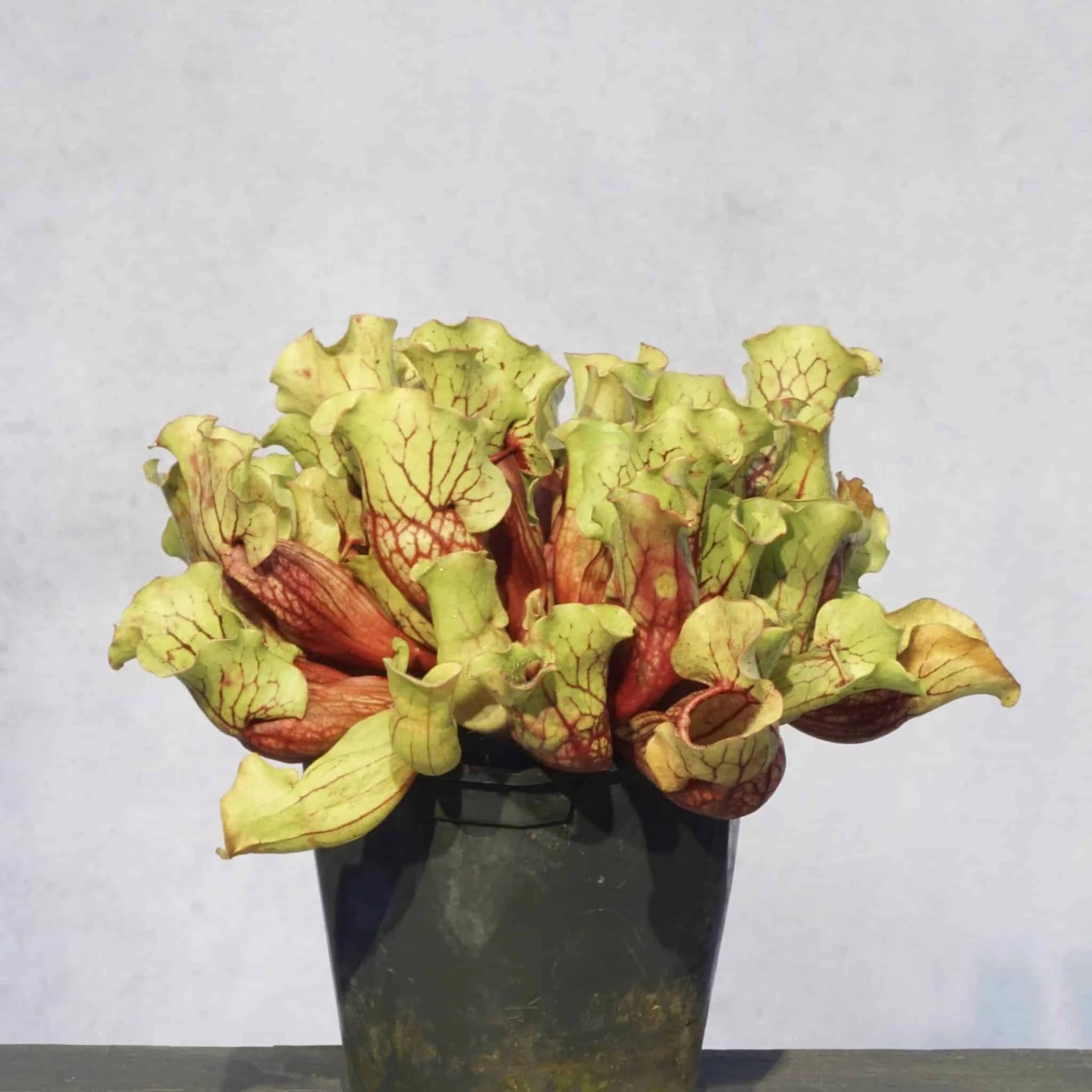 Sarracenia purpurea ssp. venosa „Belly of Blood“, 10-12 cm 大森食虫植物農園