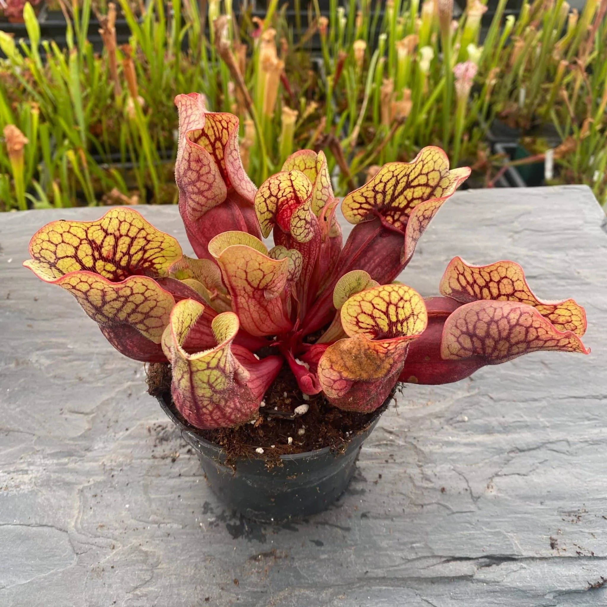 Sarracenia purpurea ssp. venosa „Belly of Blood“ x venosa Sheely Pond, 12-16 cm 大森食虫植物農園
