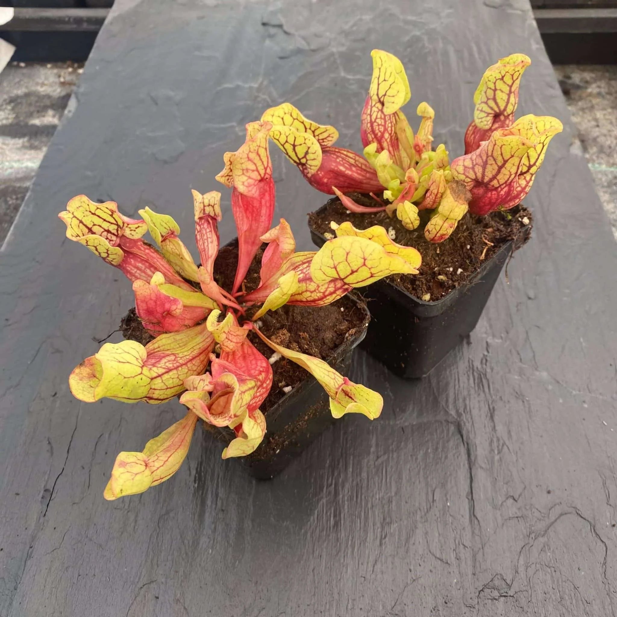 Sarracenia purpurea ssp. venosa „Belly of Blood“, 10-12 cm 大森食虫植物農園