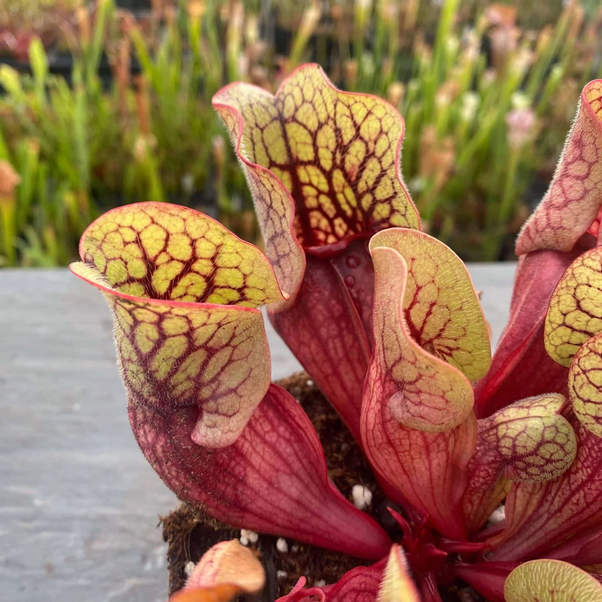 Sarracenia purpurea ssp. venosa „Belly of Blood“ x venosa Sheely Pond, 12-16 cm 大森食虫植物農園
