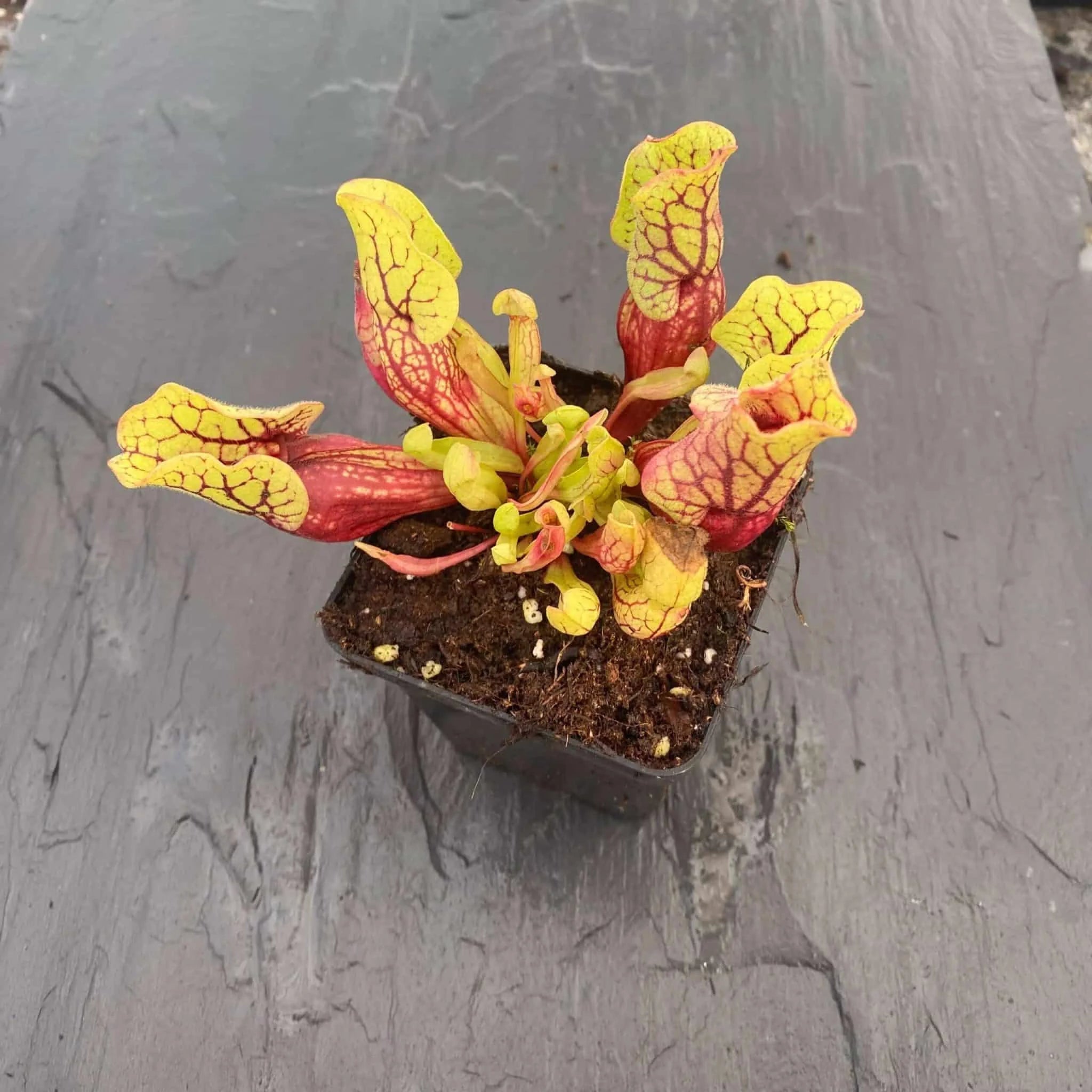 Sarracenia purpurea ssp. venosa „Belly of Blood“, 10-12 cm 大森食虫植物農園